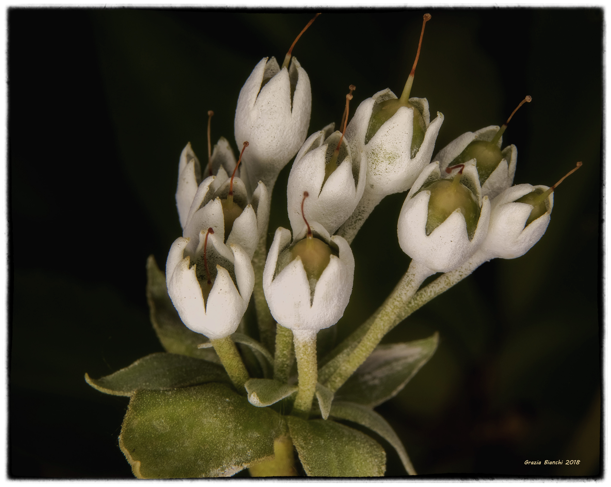 From the botanical Garden of Florence