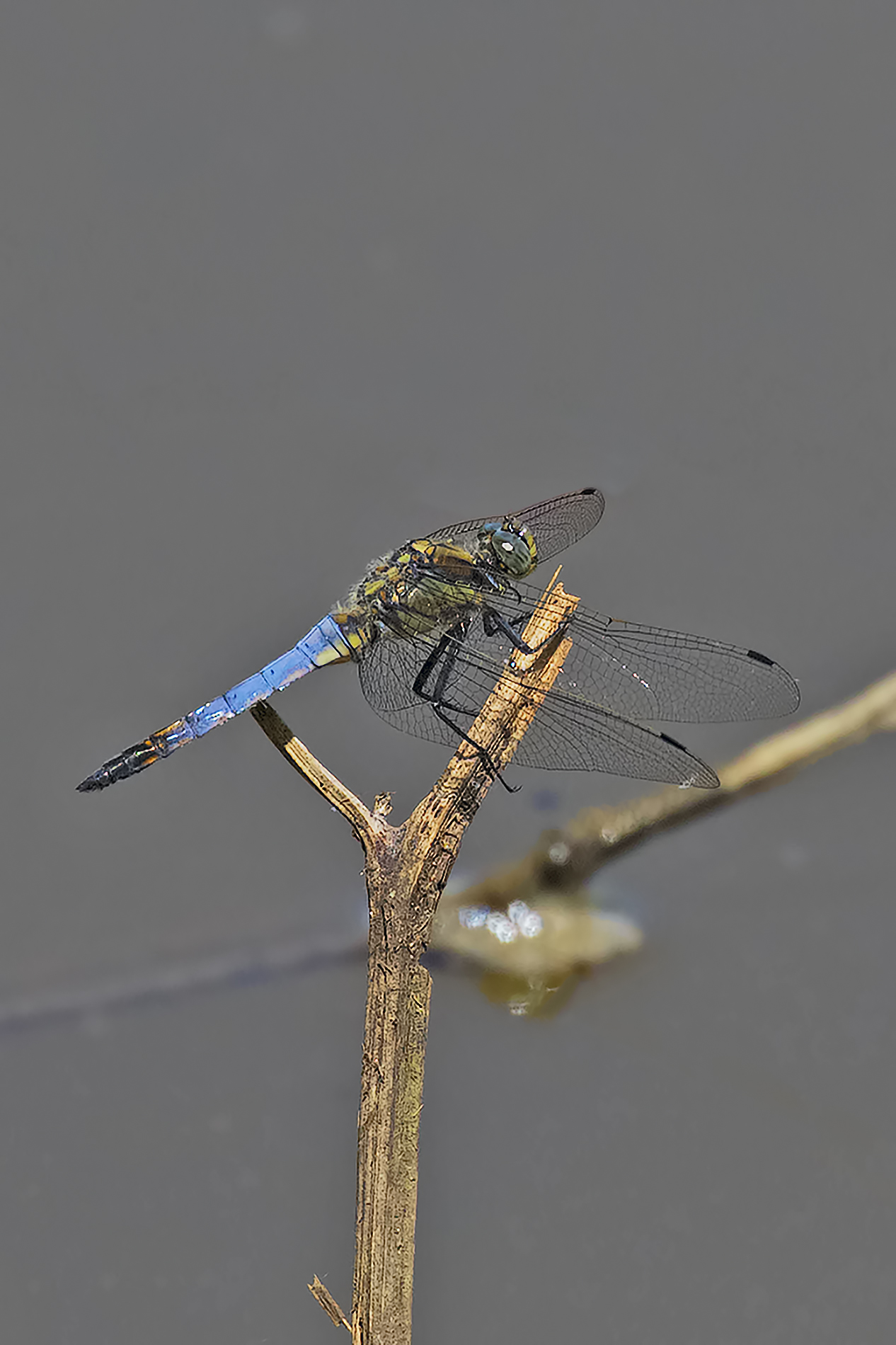 Dragonfly on Branch