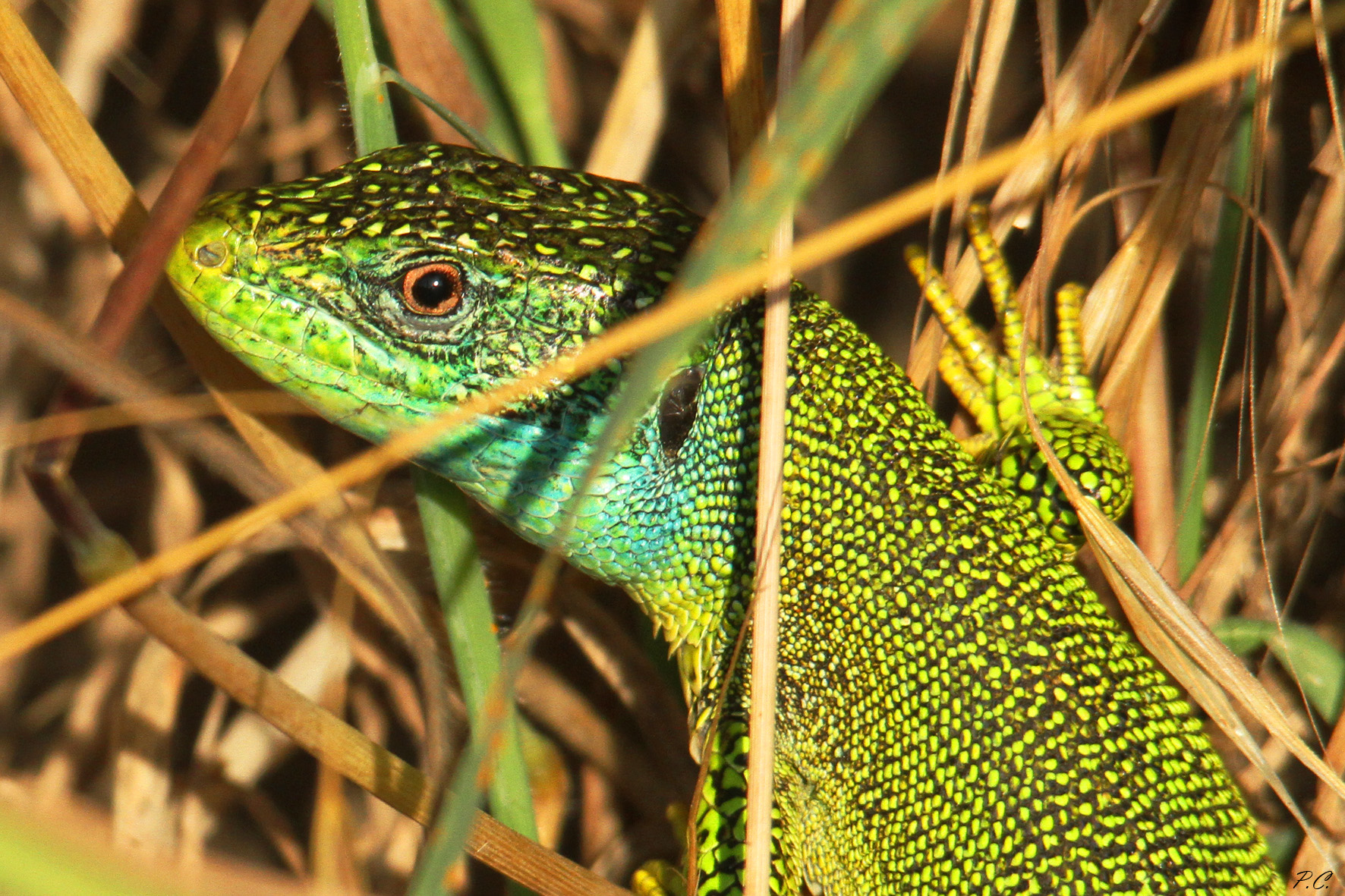 dal giurassico con furore