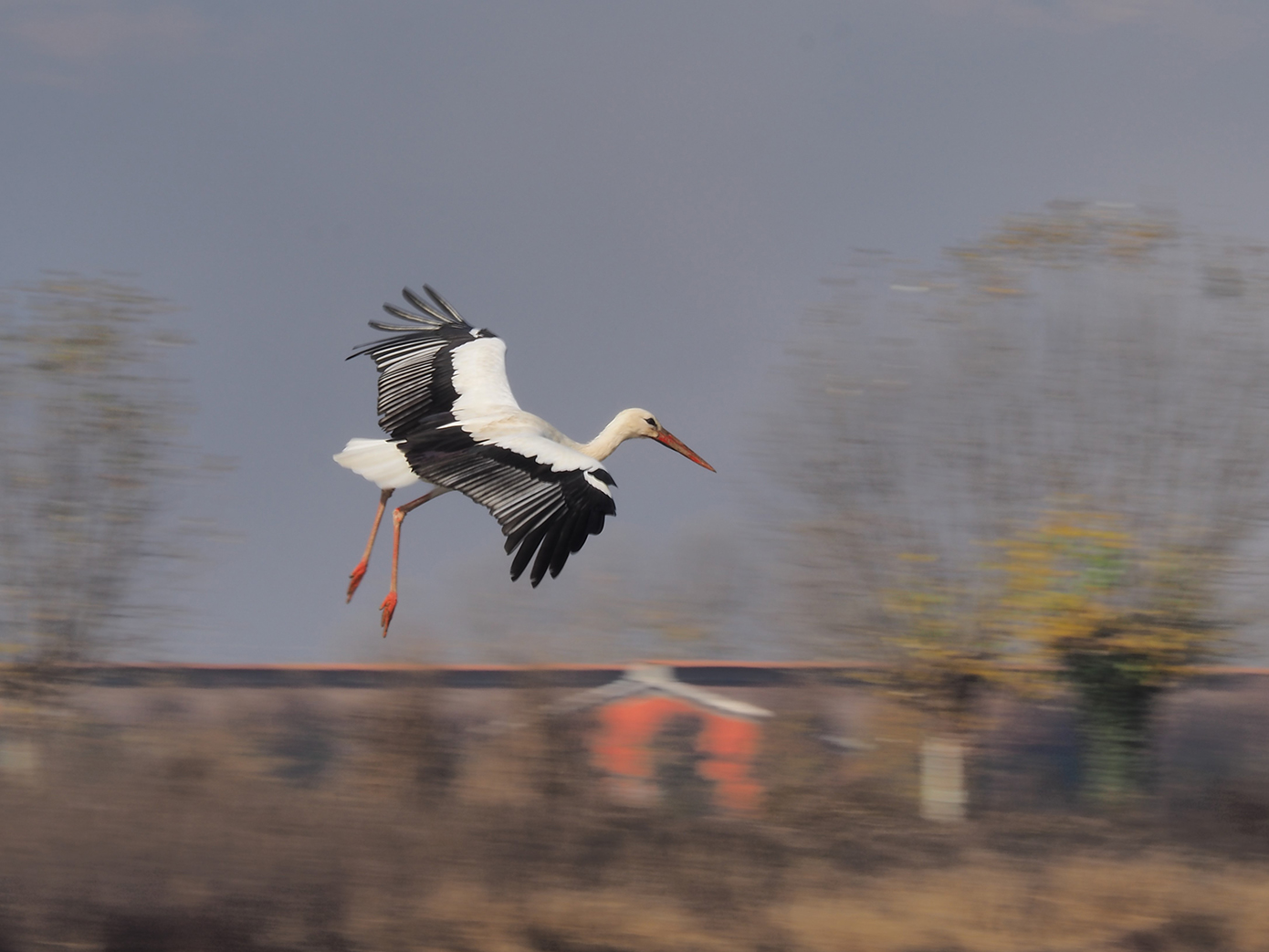 Cicogna in atterraggio