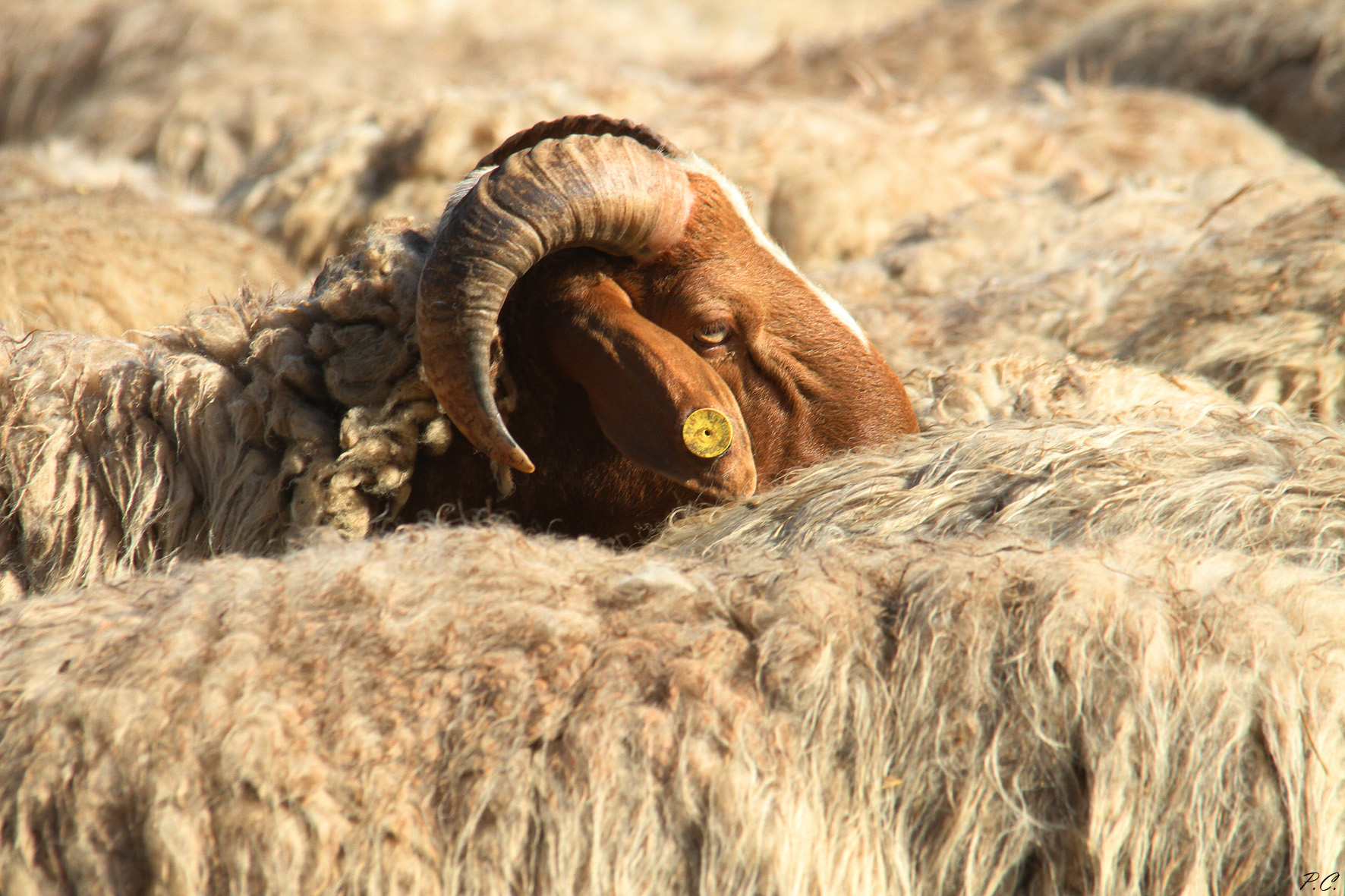 Ariete...beato fra le femmine