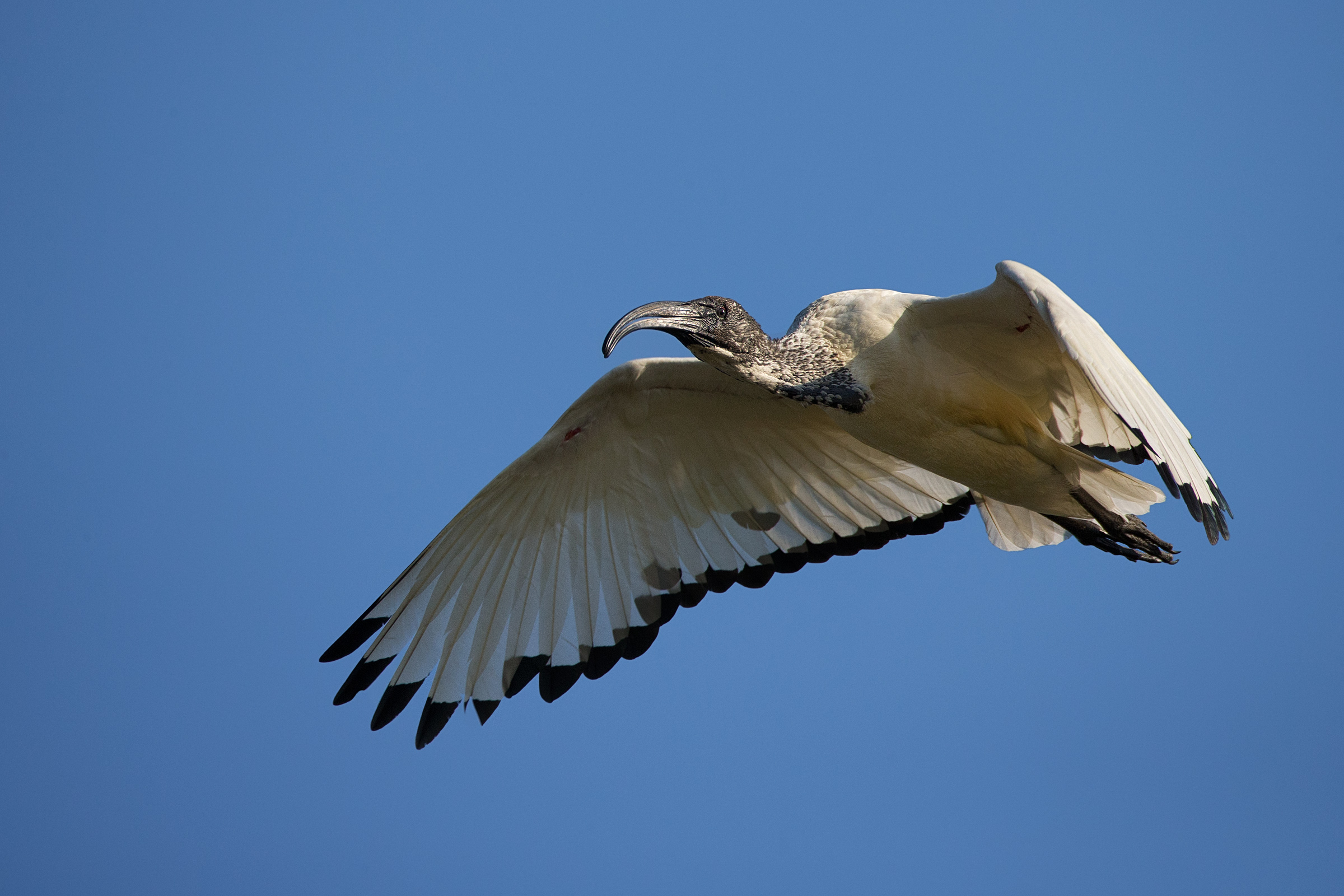 Sacred Ibis