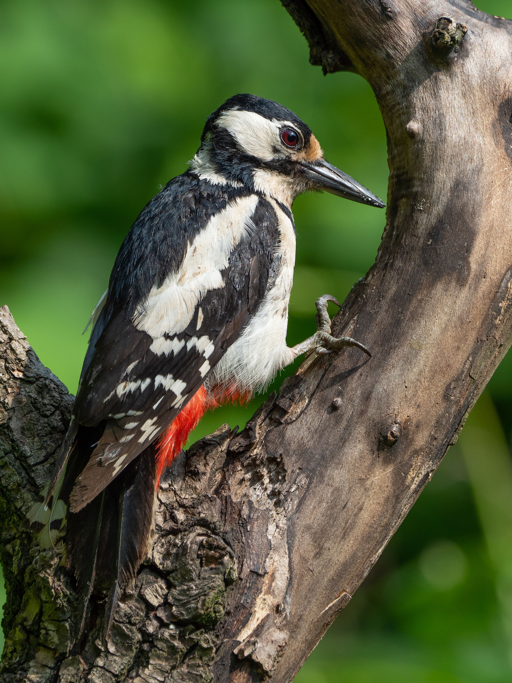 Picchio Rosso Maggiore (femmina)