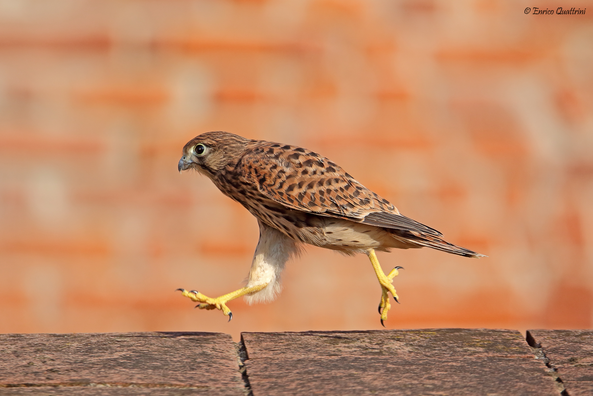 Common Kestrel Juv