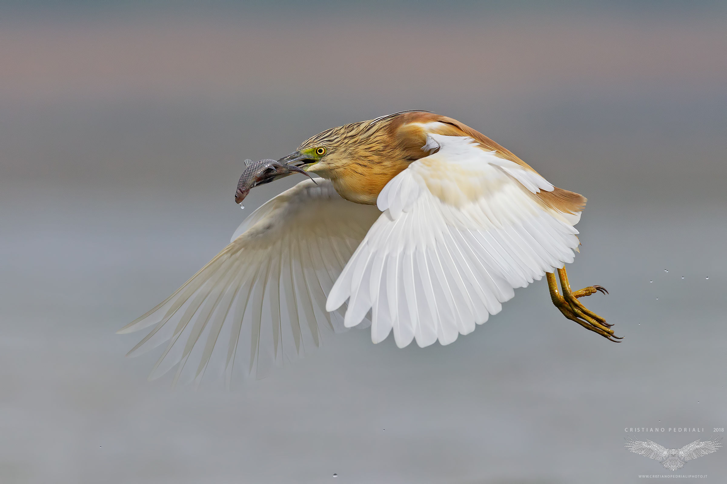 In pesca all'alba...