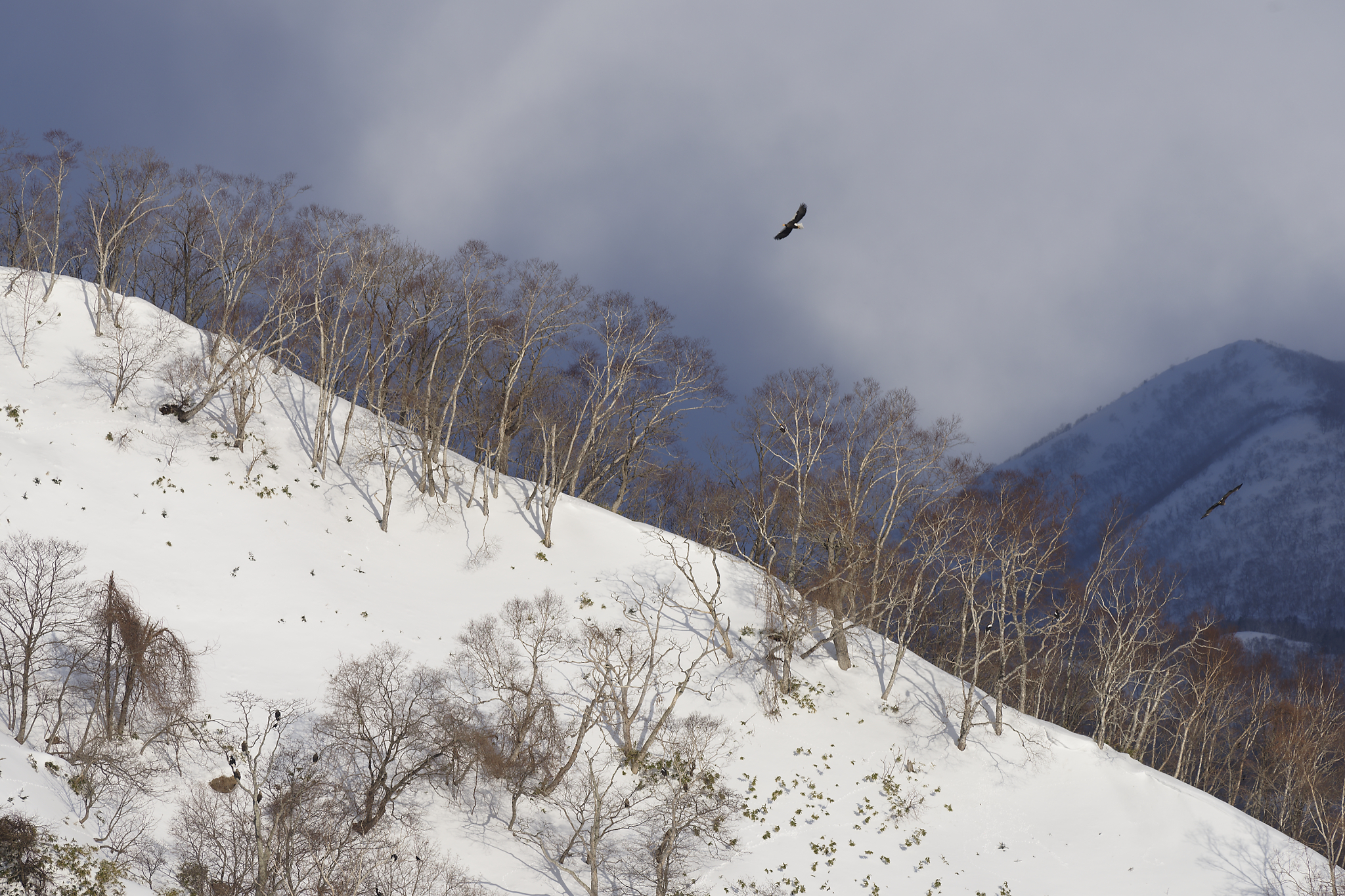 Spirit of Hokkaido LL