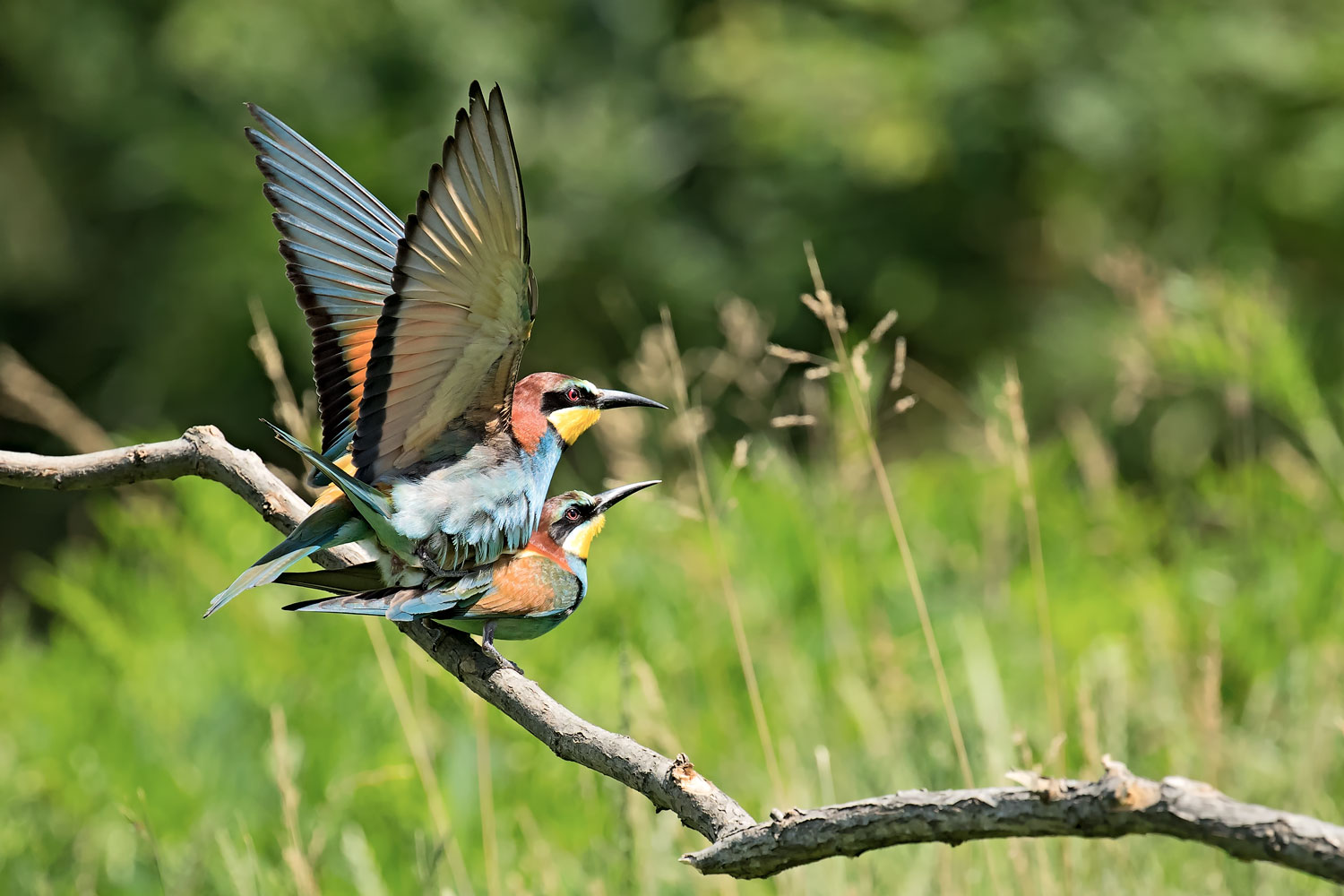 Gruccioni accoppiamento