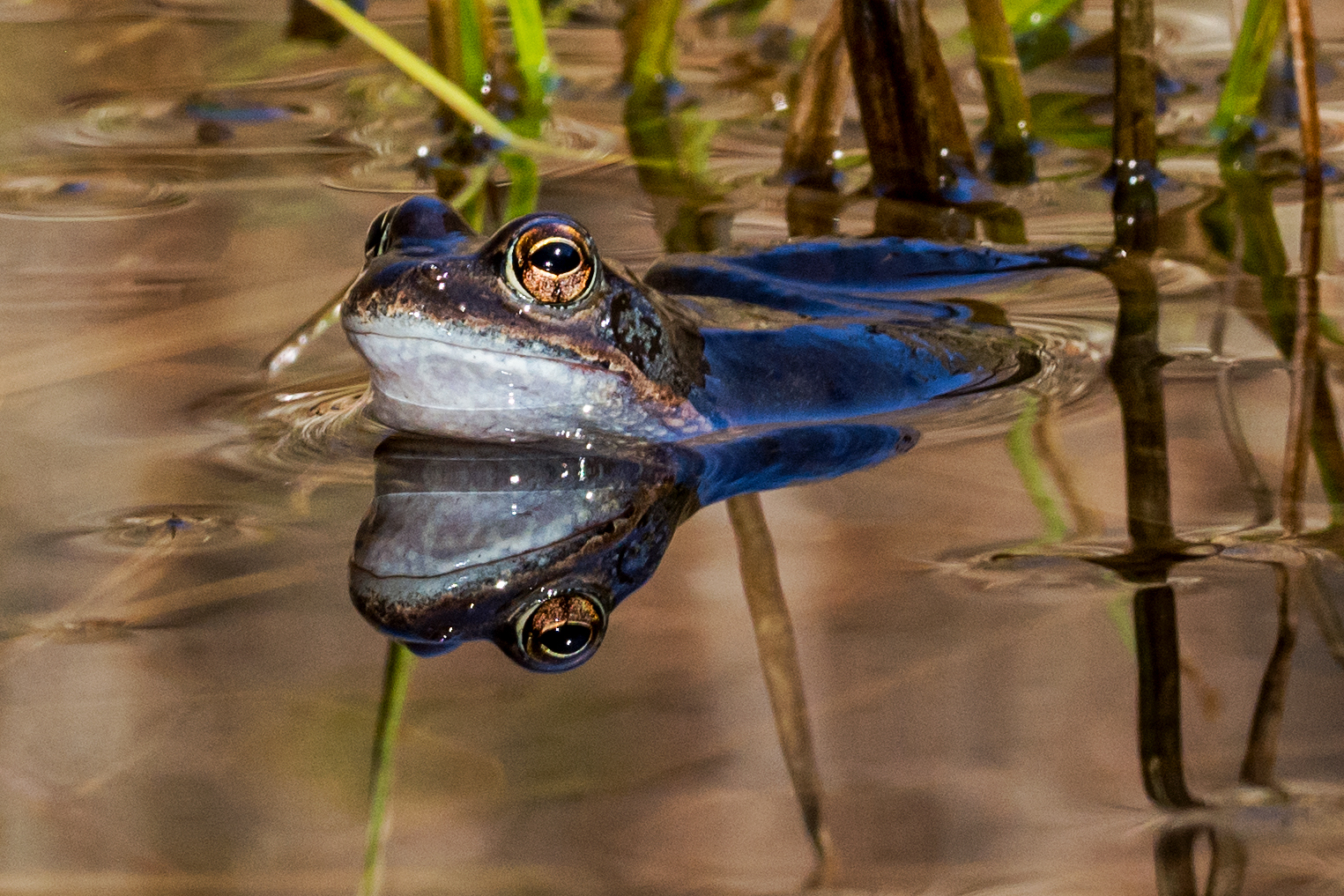Il riflesso della rana