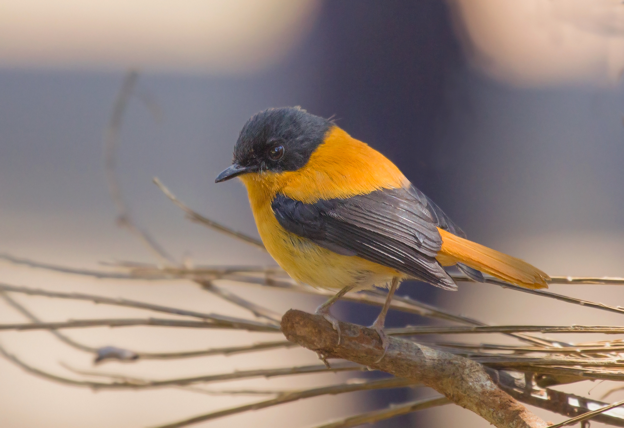 Pigliamosche nero e arancio.