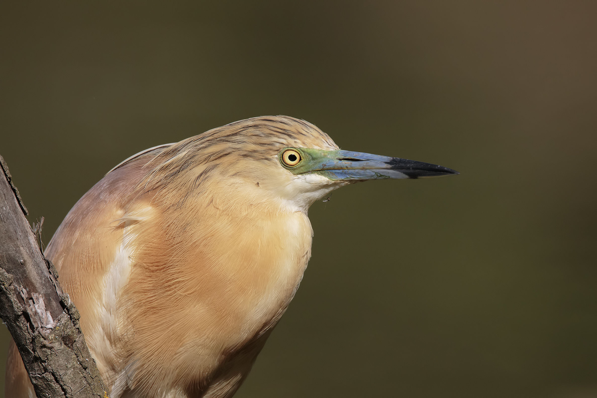 La Sgarza e la zanzara