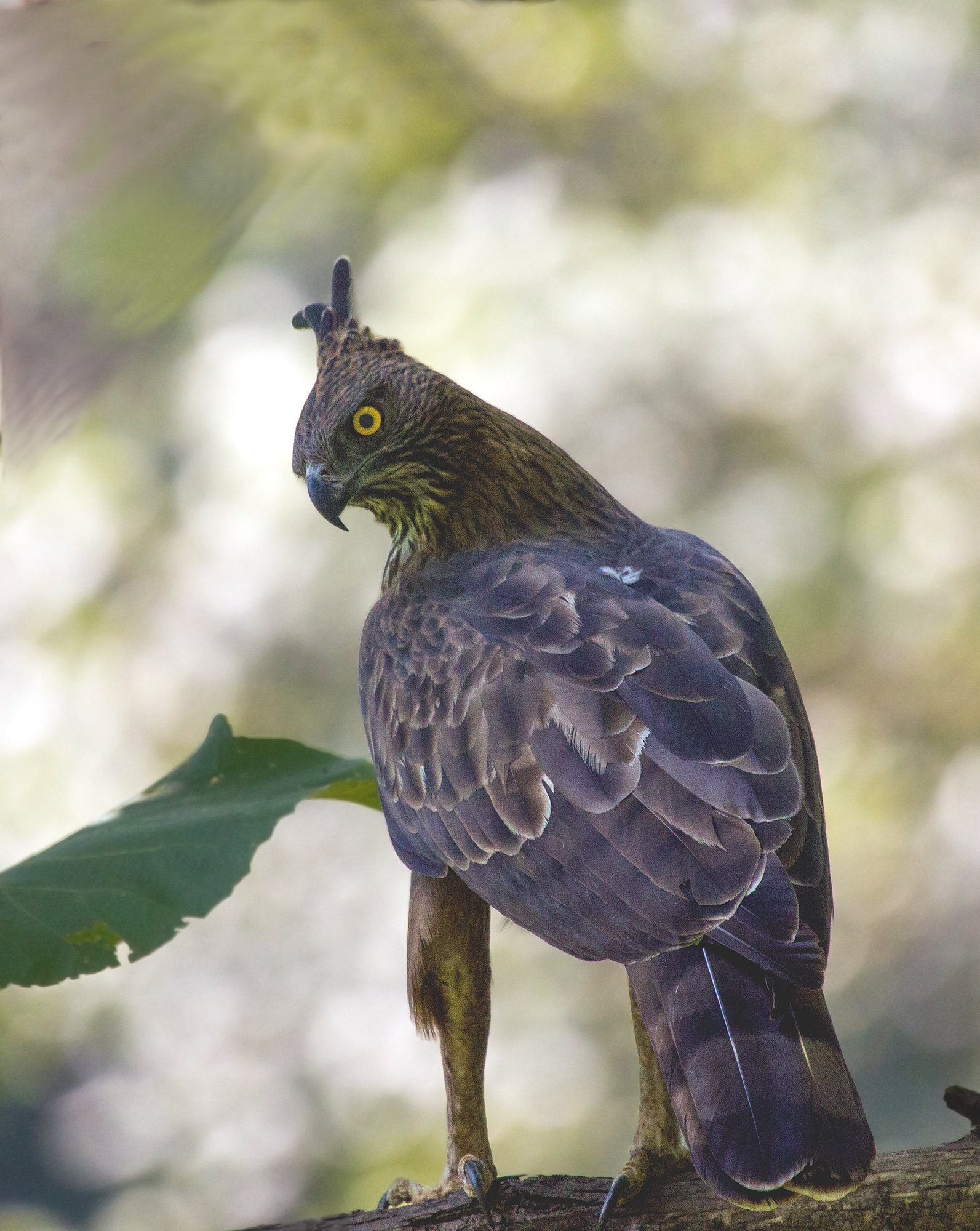 Aquila crestata del falco.
