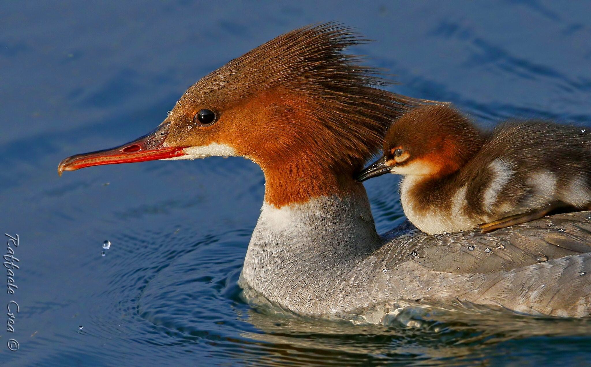 Merganser with Pullo at sunset