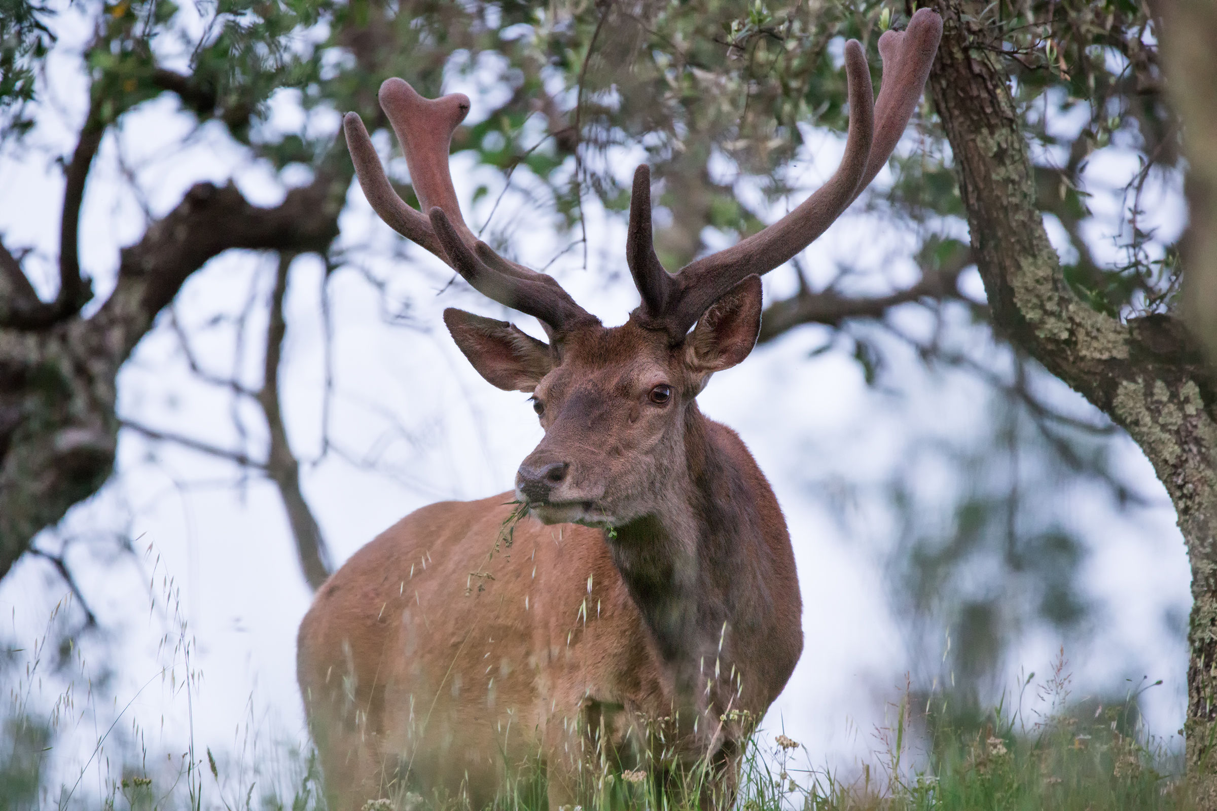 Deer Elaphus