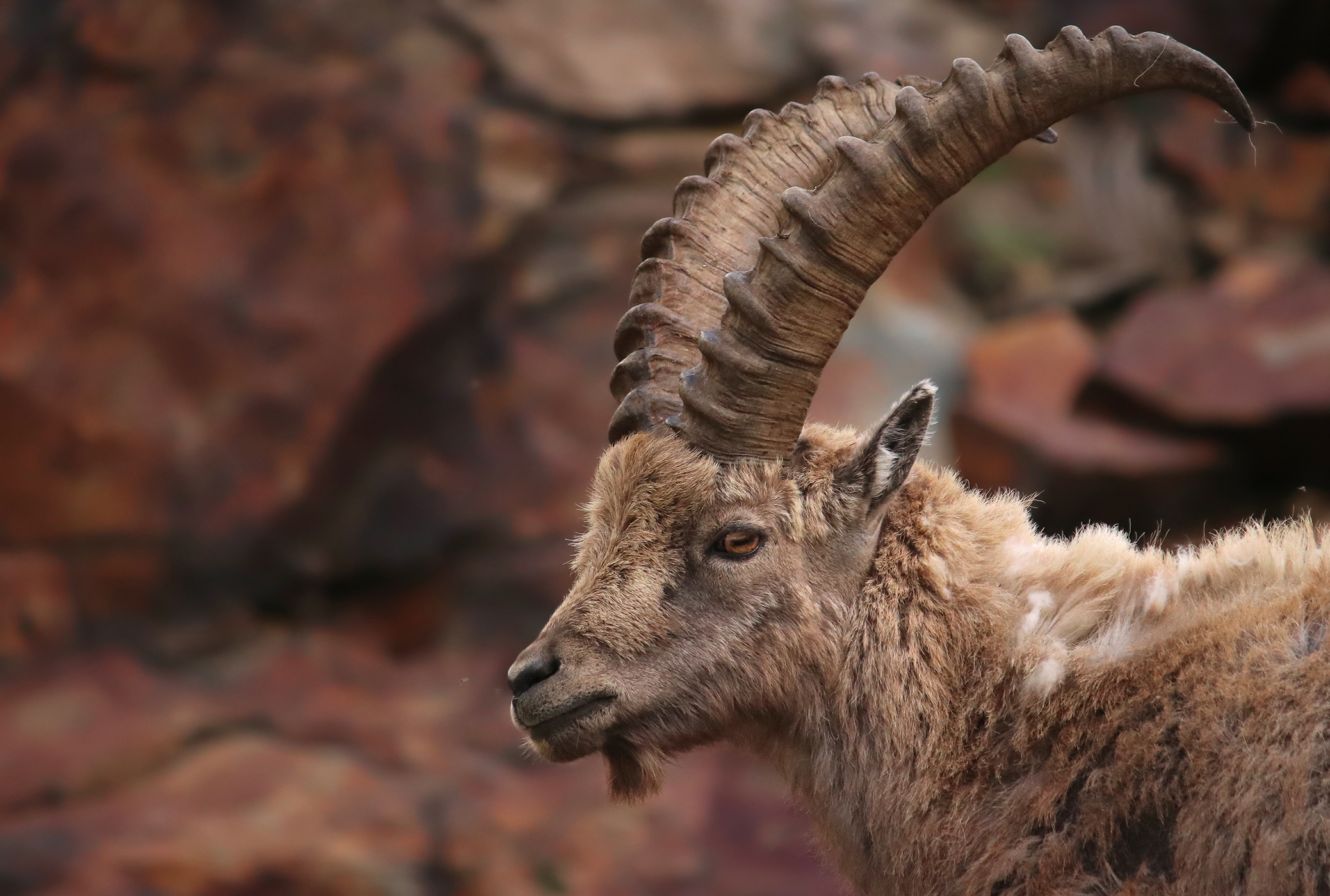 The Ibex...