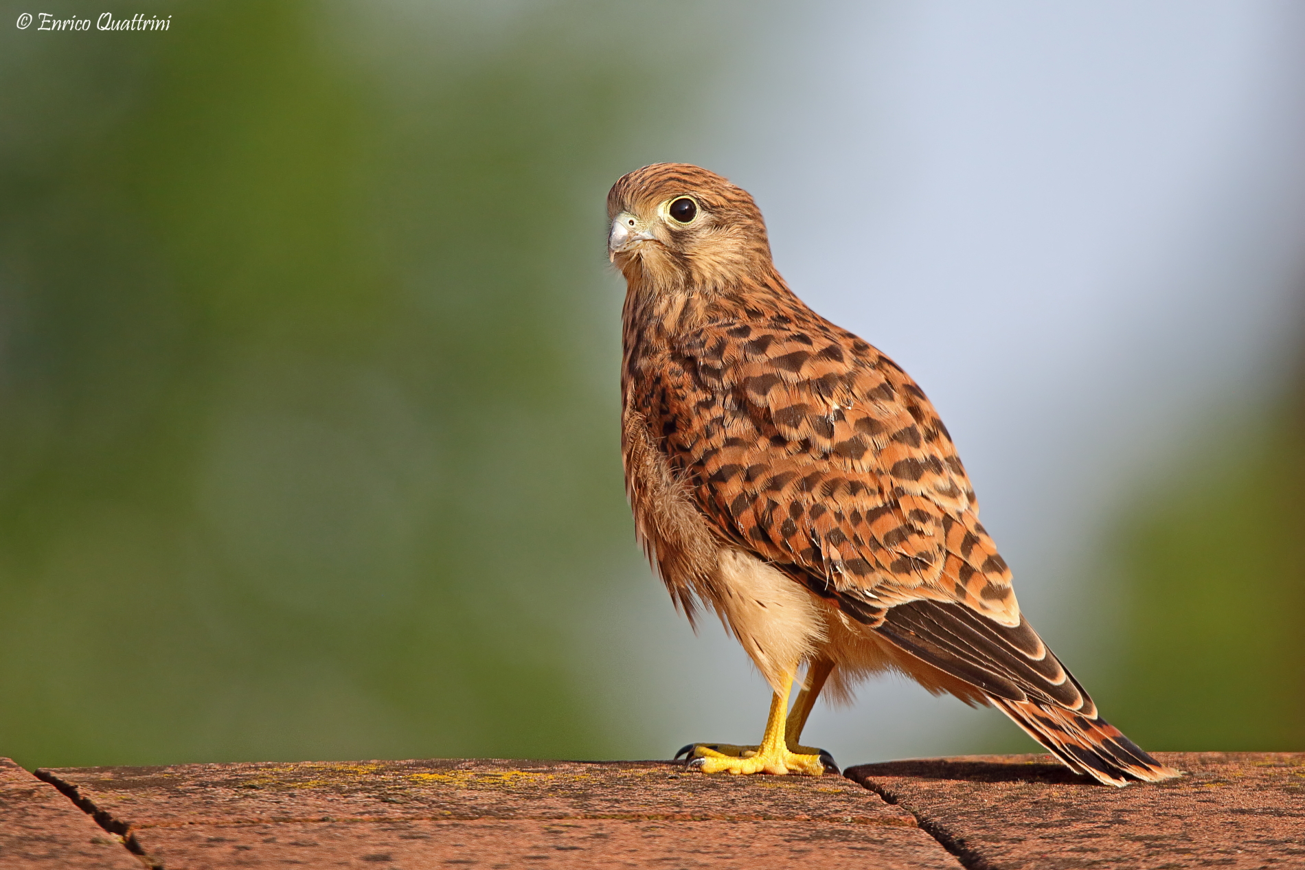 Common Kestrel Juv