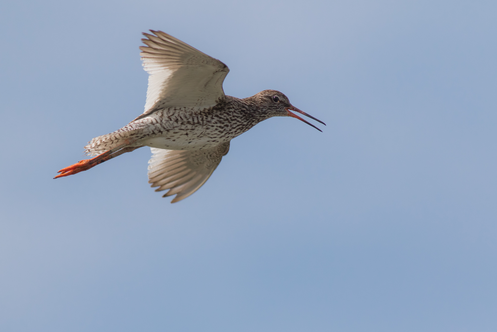 Redshank.