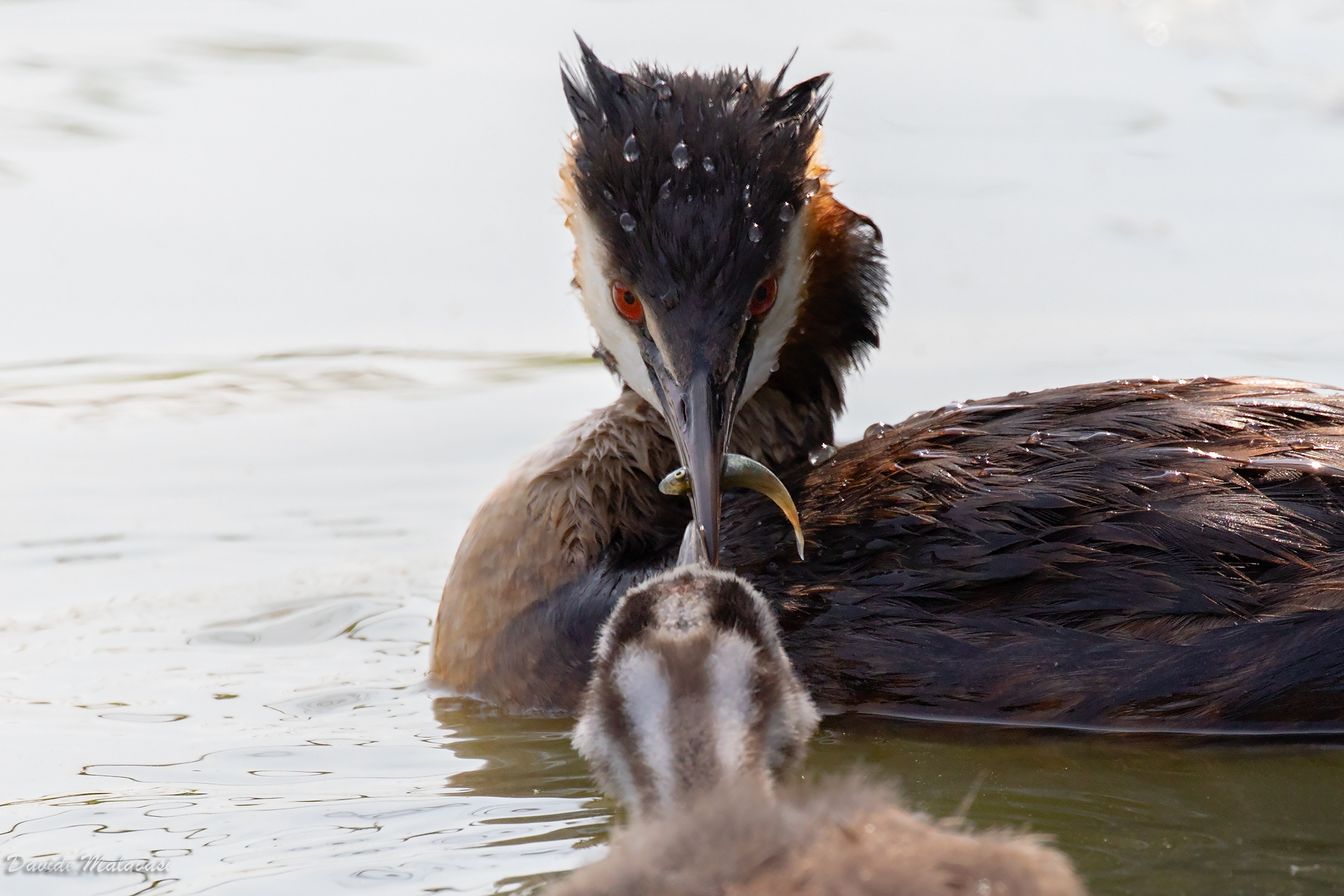 Svasso maggiore con piccolo