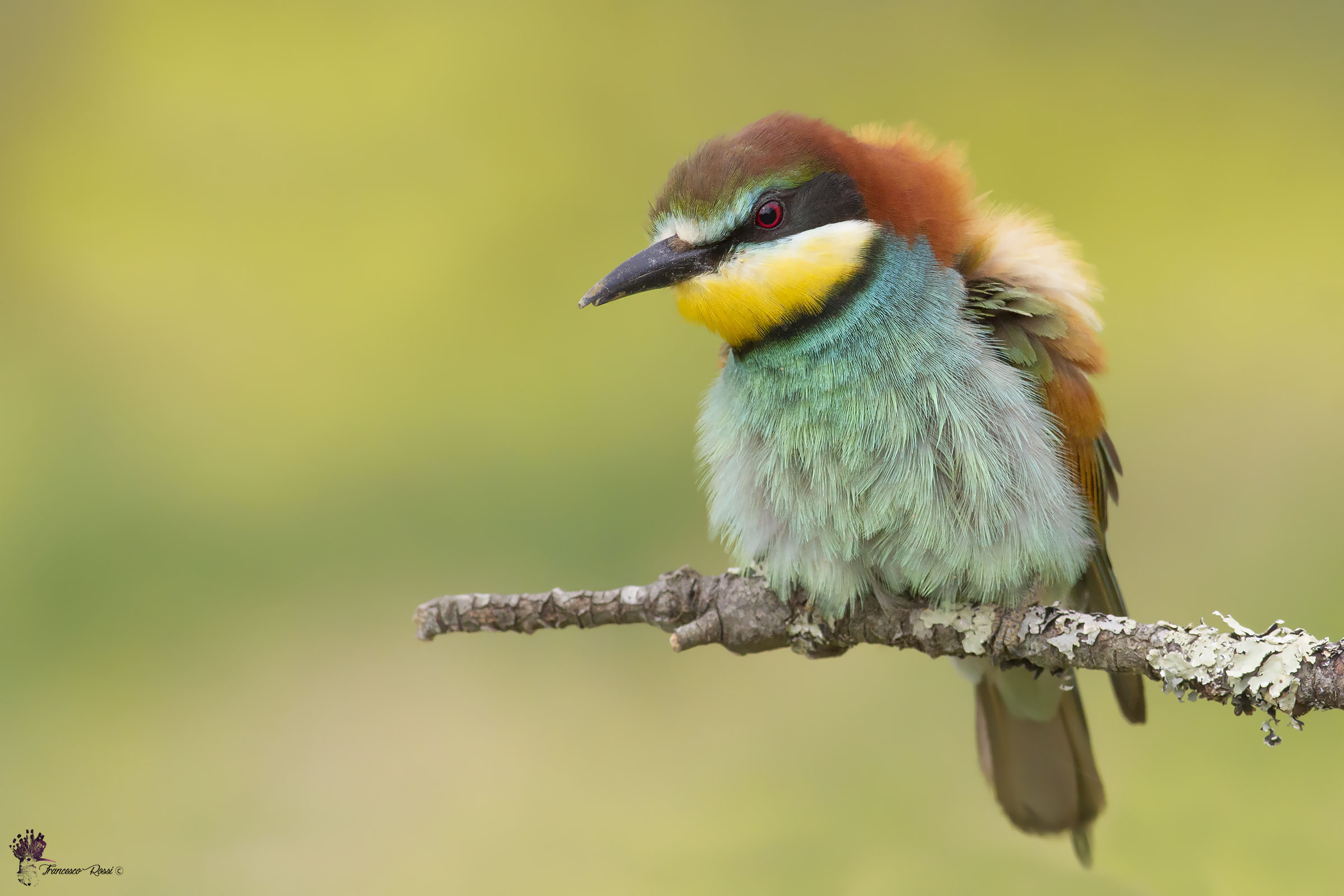 Bee-eater