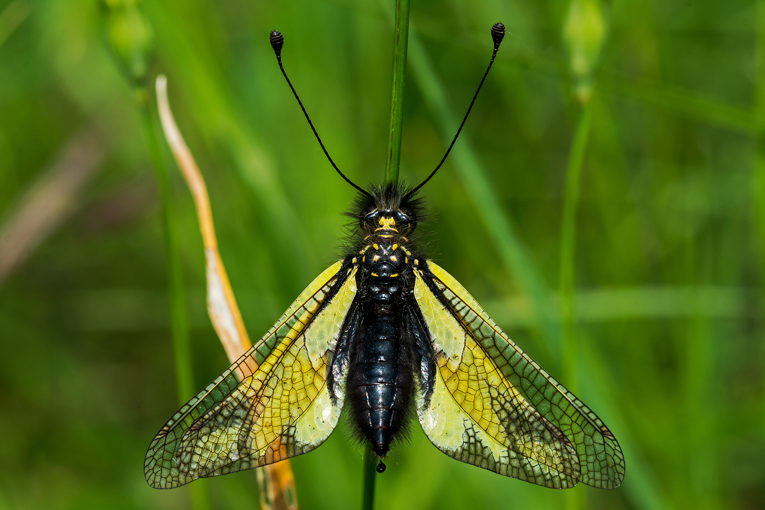 Libelloides coccajus