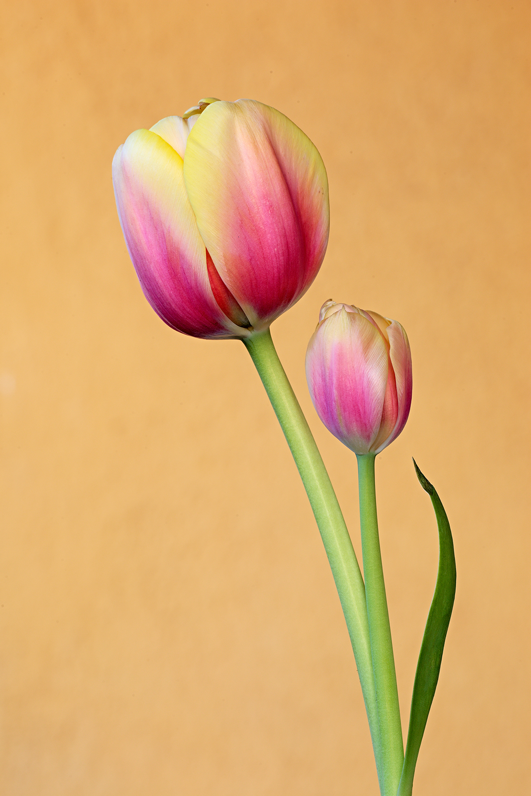 Tulip