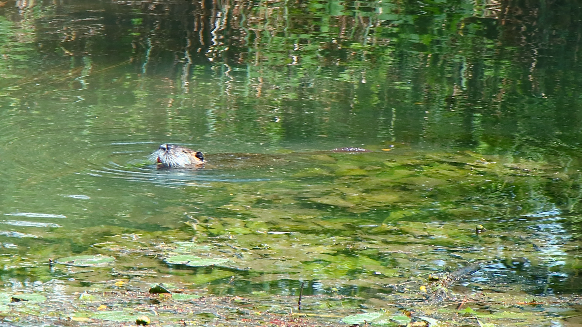 Nutria