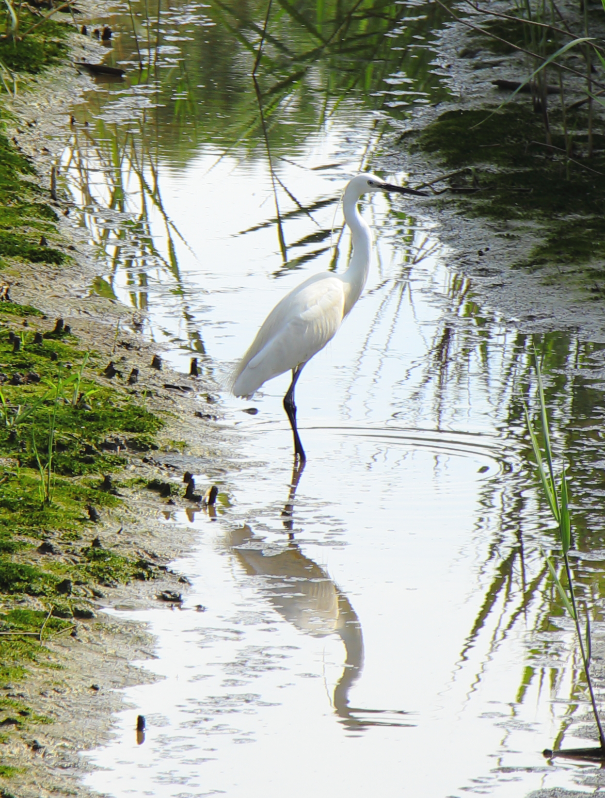 White Heron