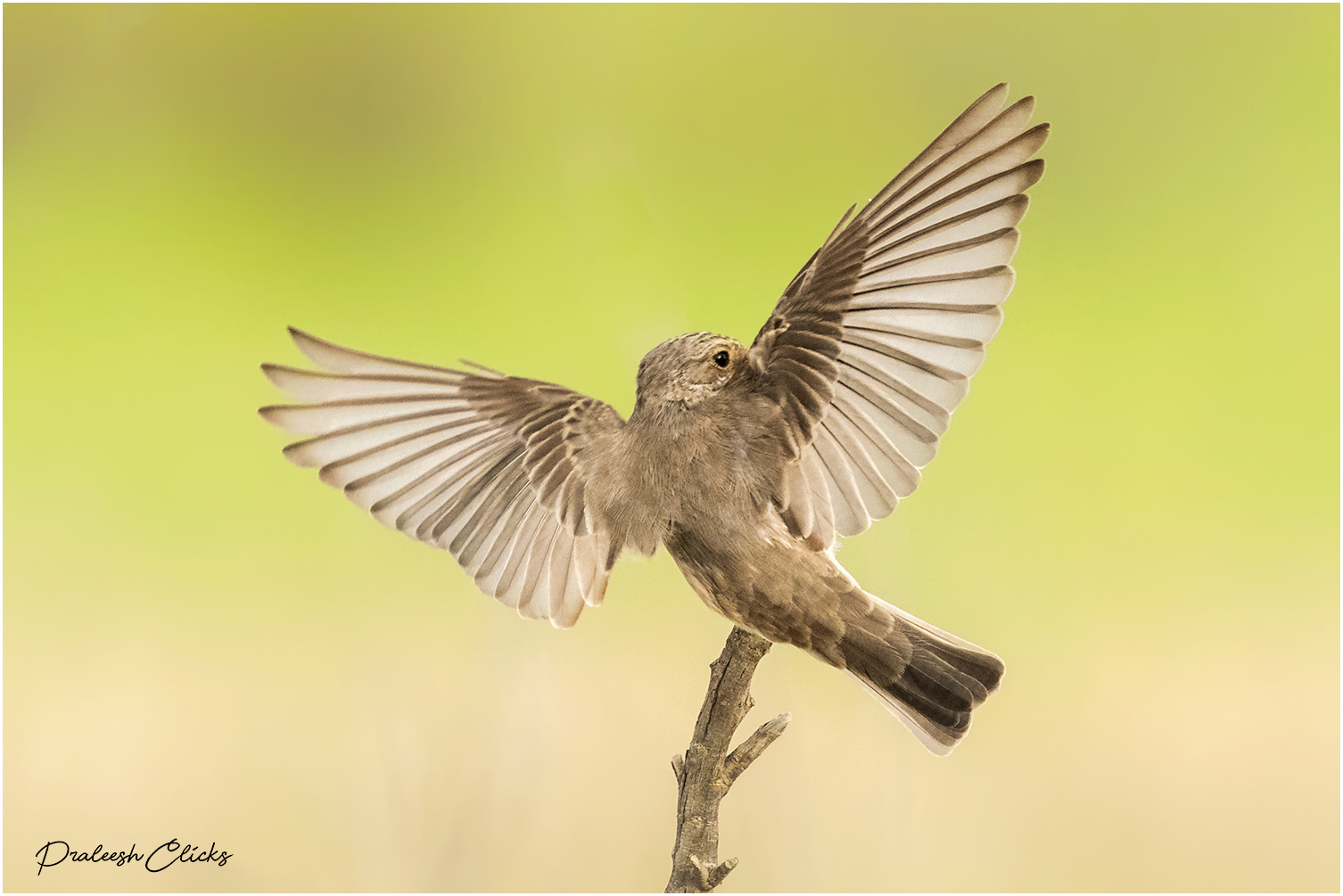 Pigliamosche maculato