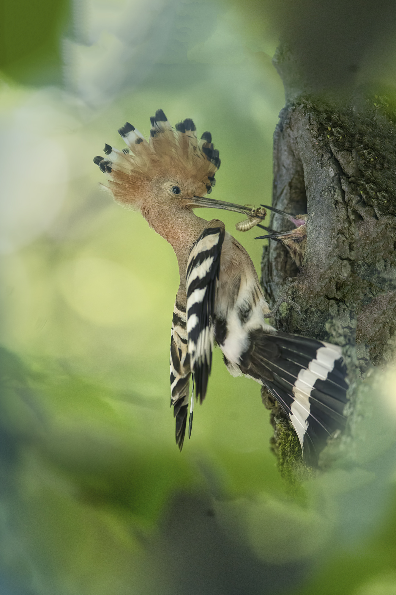 To nest with cicada larva