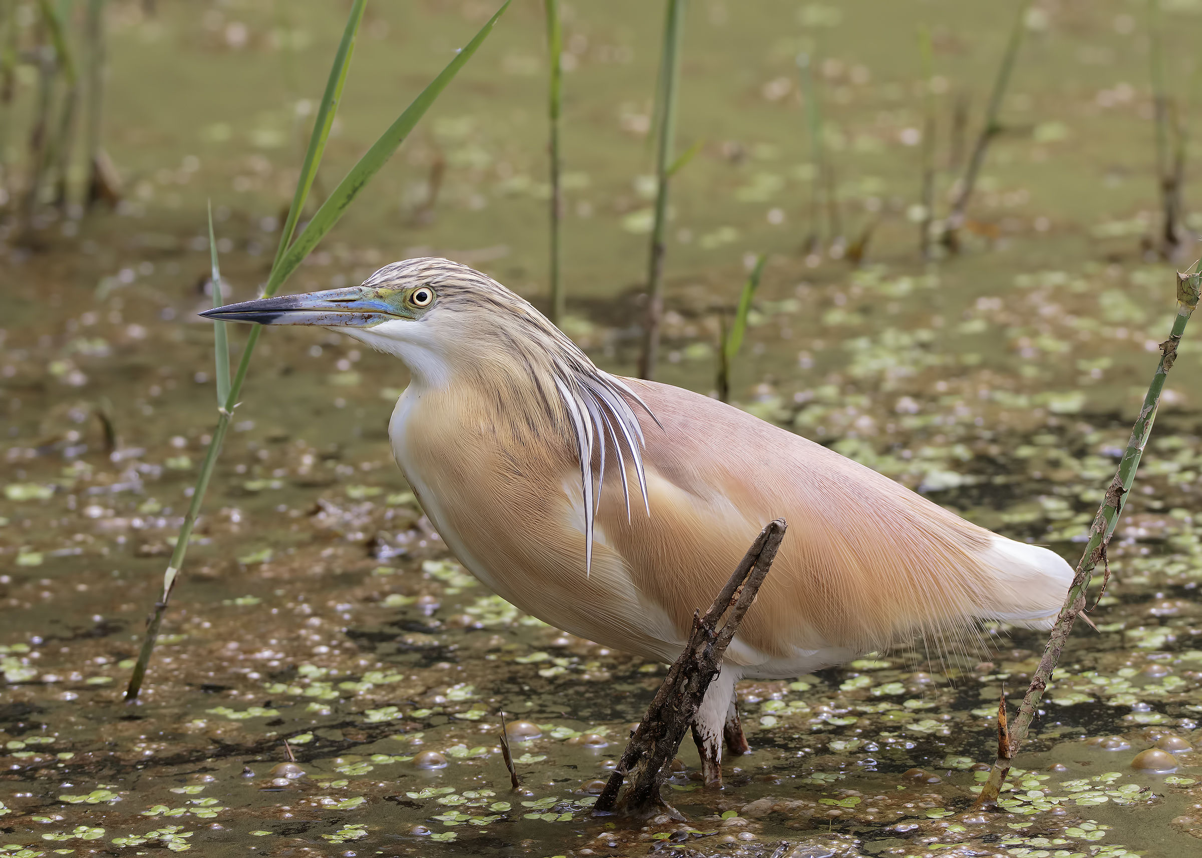 La sgarza senza.... zanzara !
