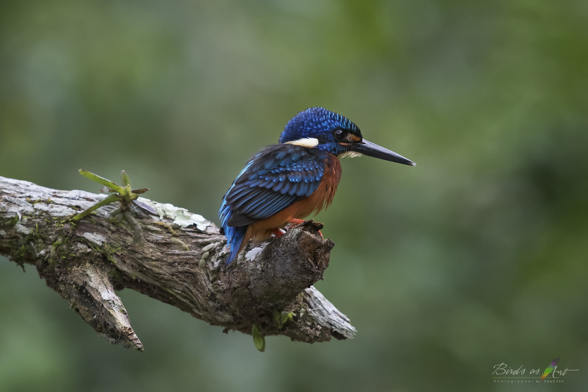 Blue-eared Kingfisher