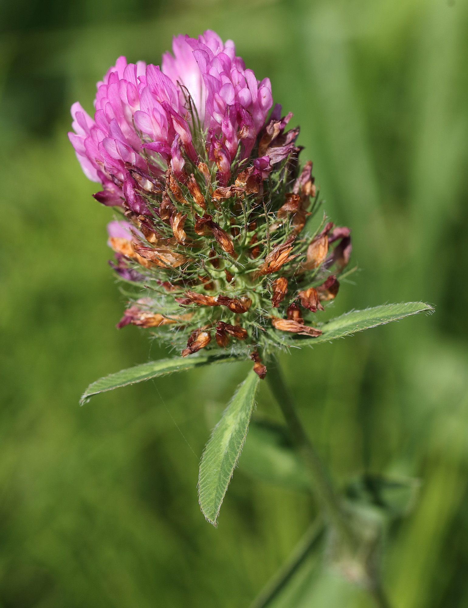 A spasso(in bici) con 5DsR provando l'EF 100 L Macro.