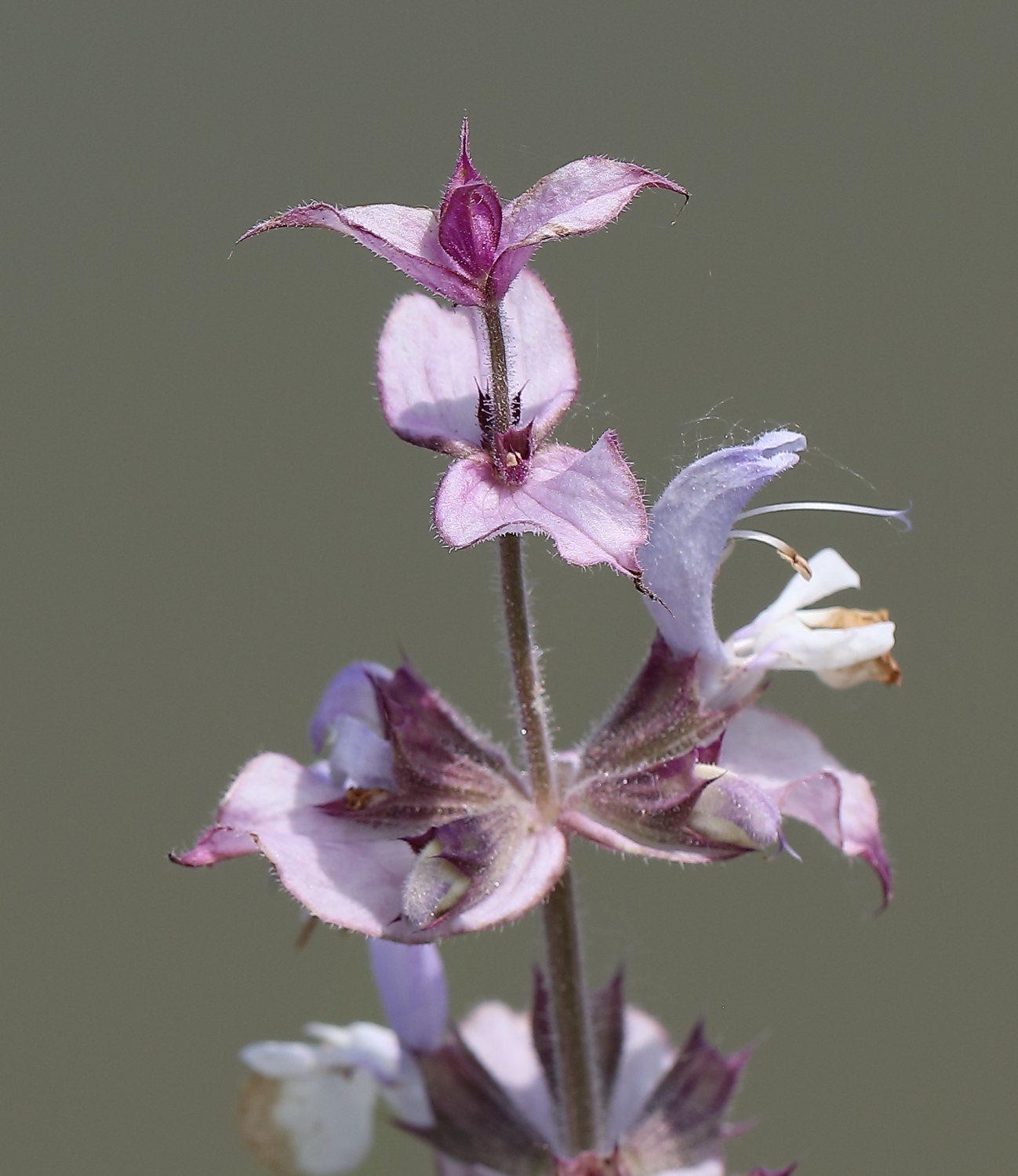 A spasso(in bici) con 5DsR provando l'EF 100 L Macro.