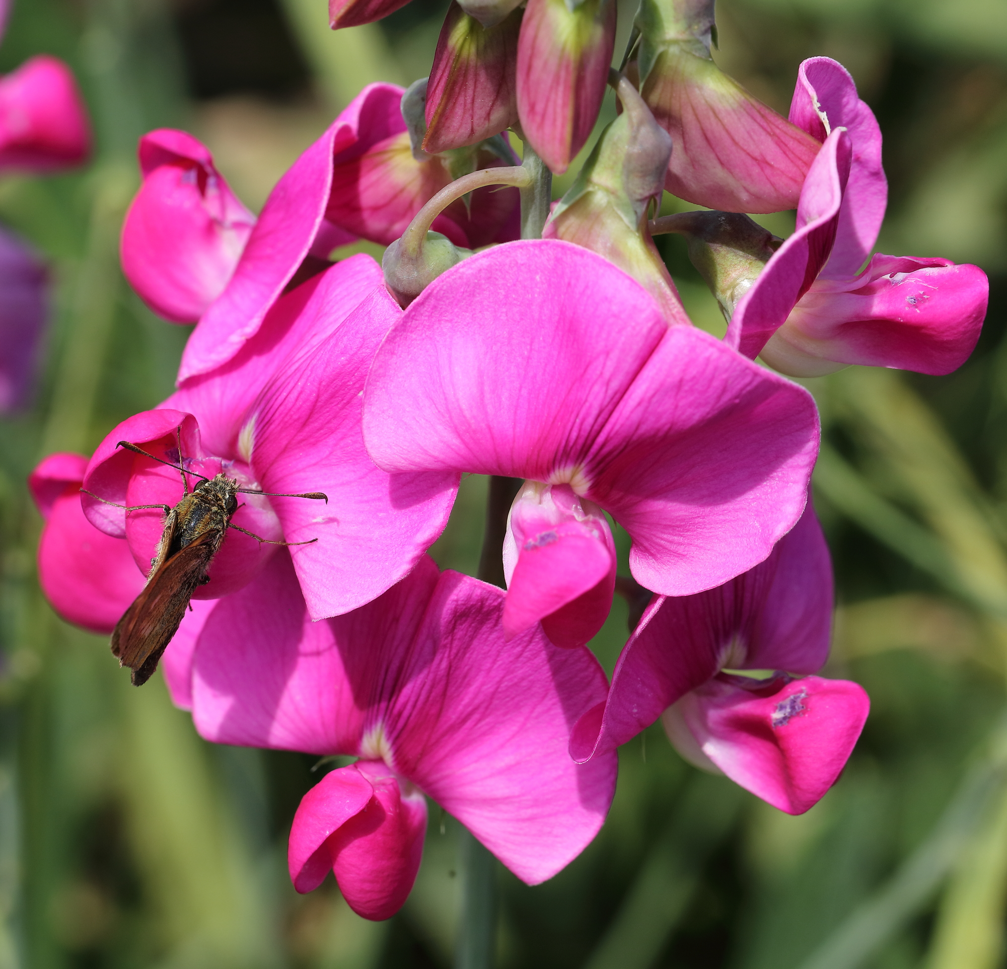 A spasso(in bici) con 5DsR provando l'EF 100 L Macro.
