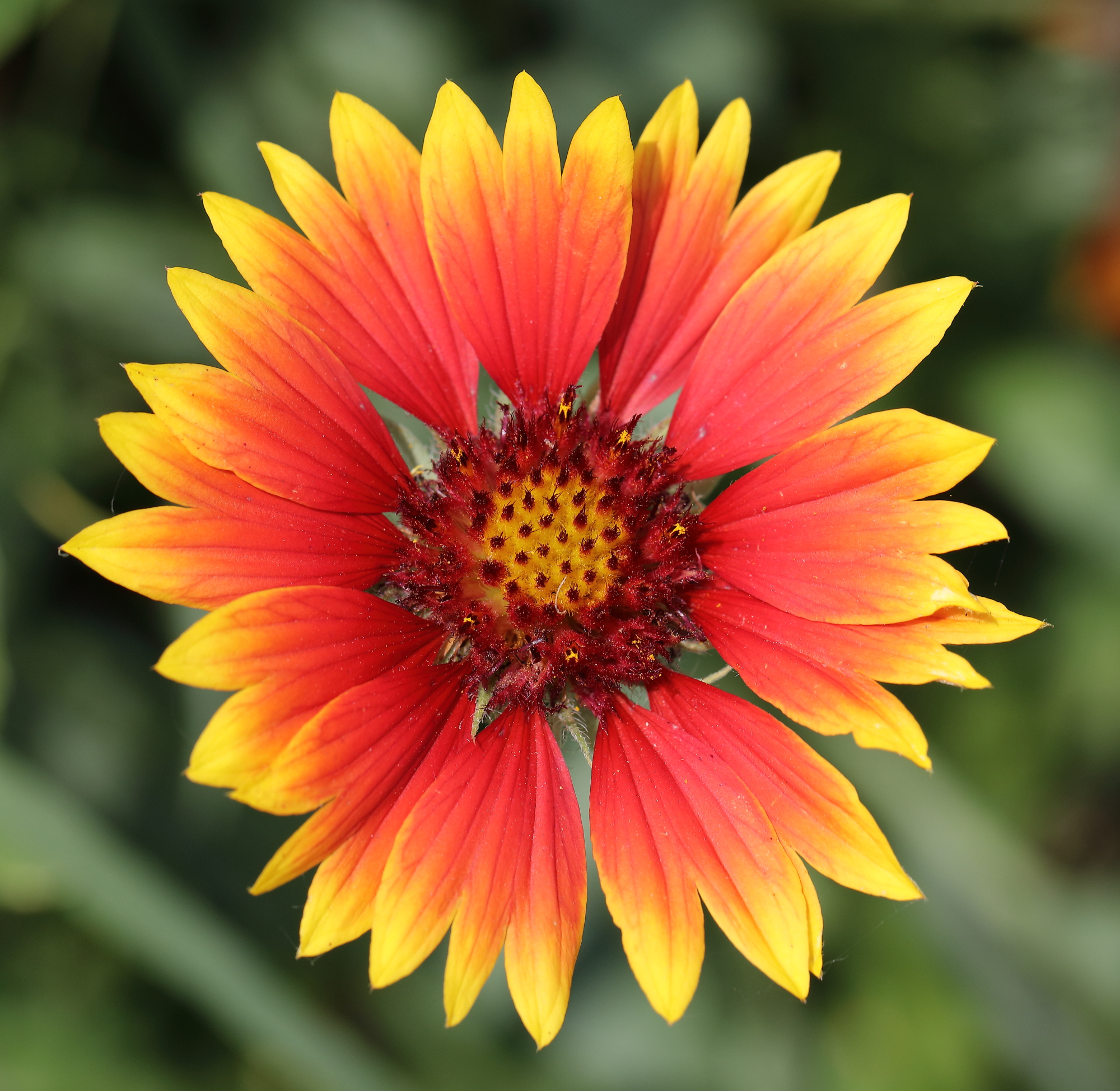 A spasso(in bici) con 5DsR provando l'EF 100 L Macro.