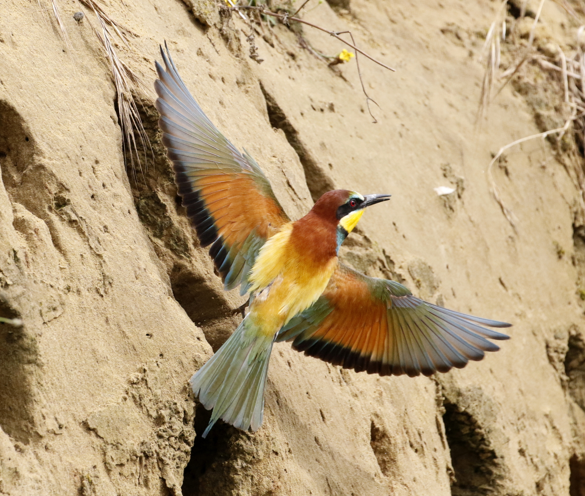 Bee-eater