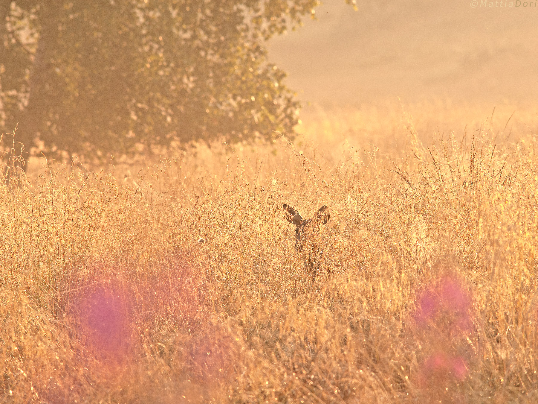 Roe immersed in 'gold