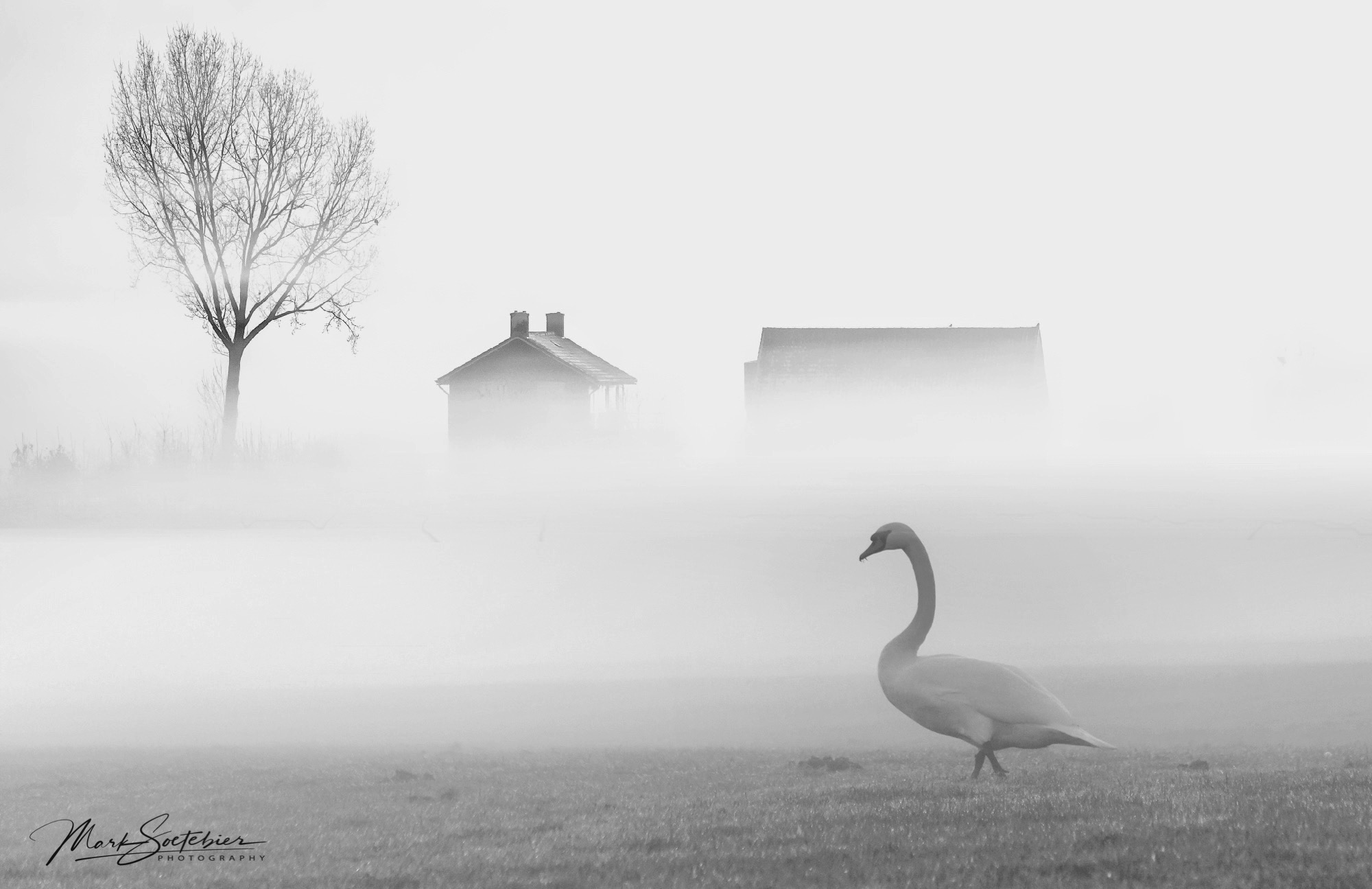 Swan in the Fog