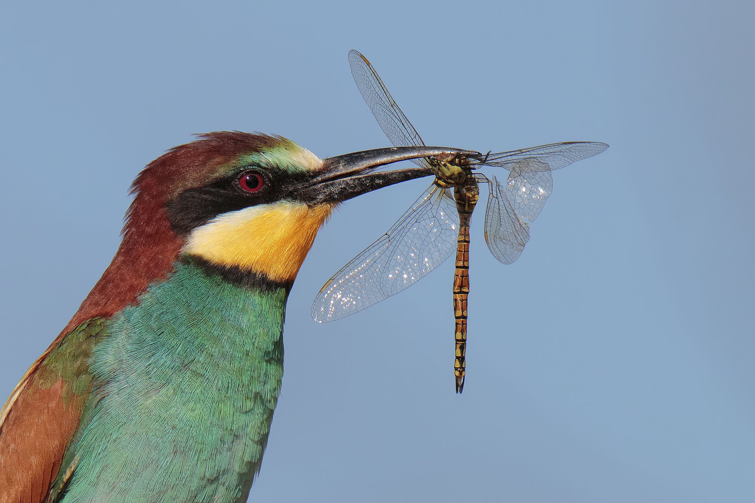 Eater and Dragonfly Details