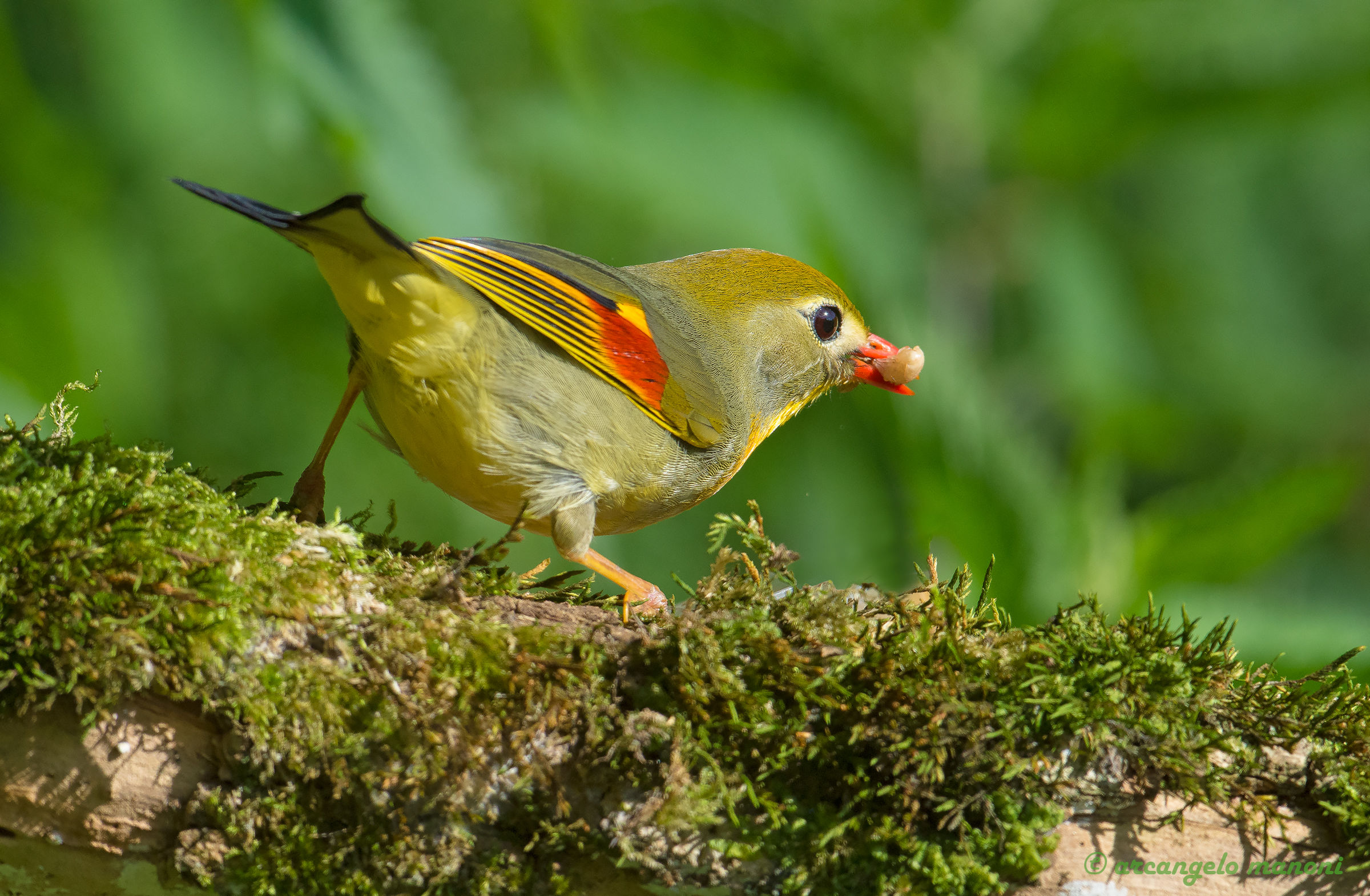 Japan Nightingale Snack