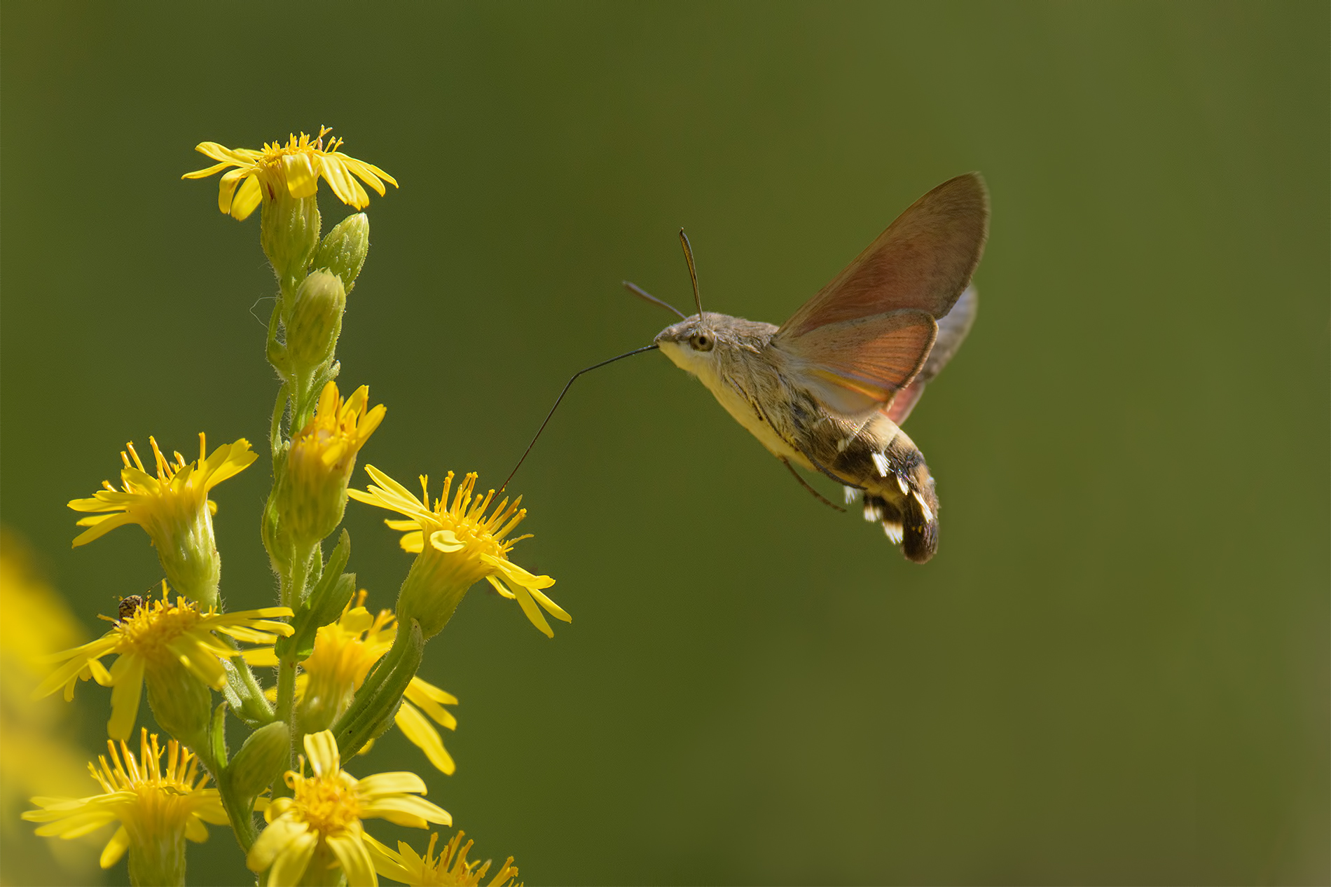 Sphinx of the Gaafele or Sphinx Hummingbird.