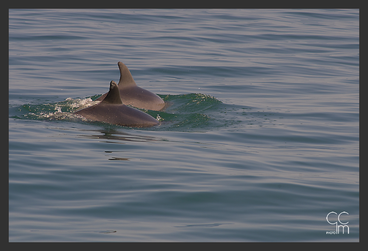 ... Marine encounters...