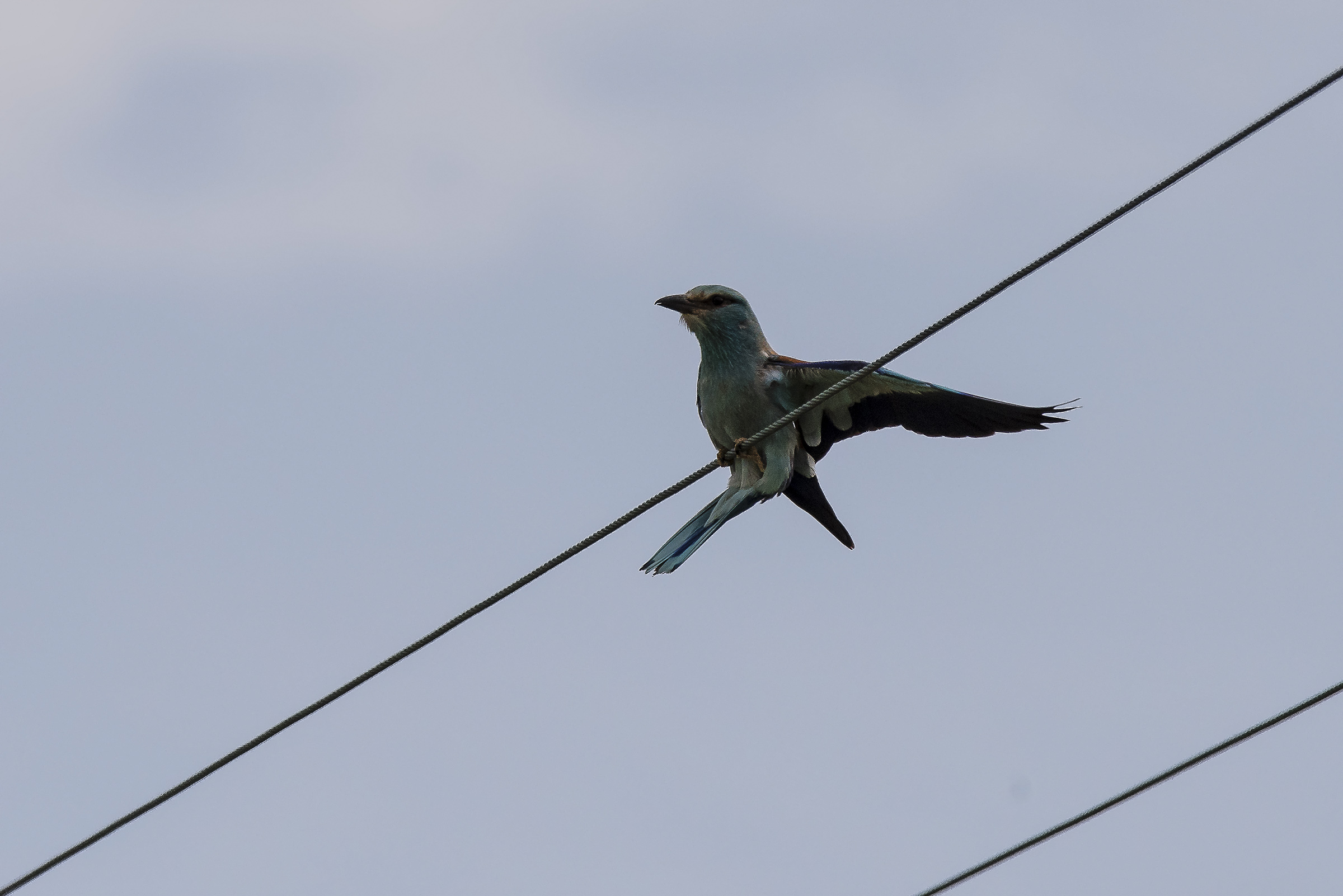 Ghiandaia Marina sul filo