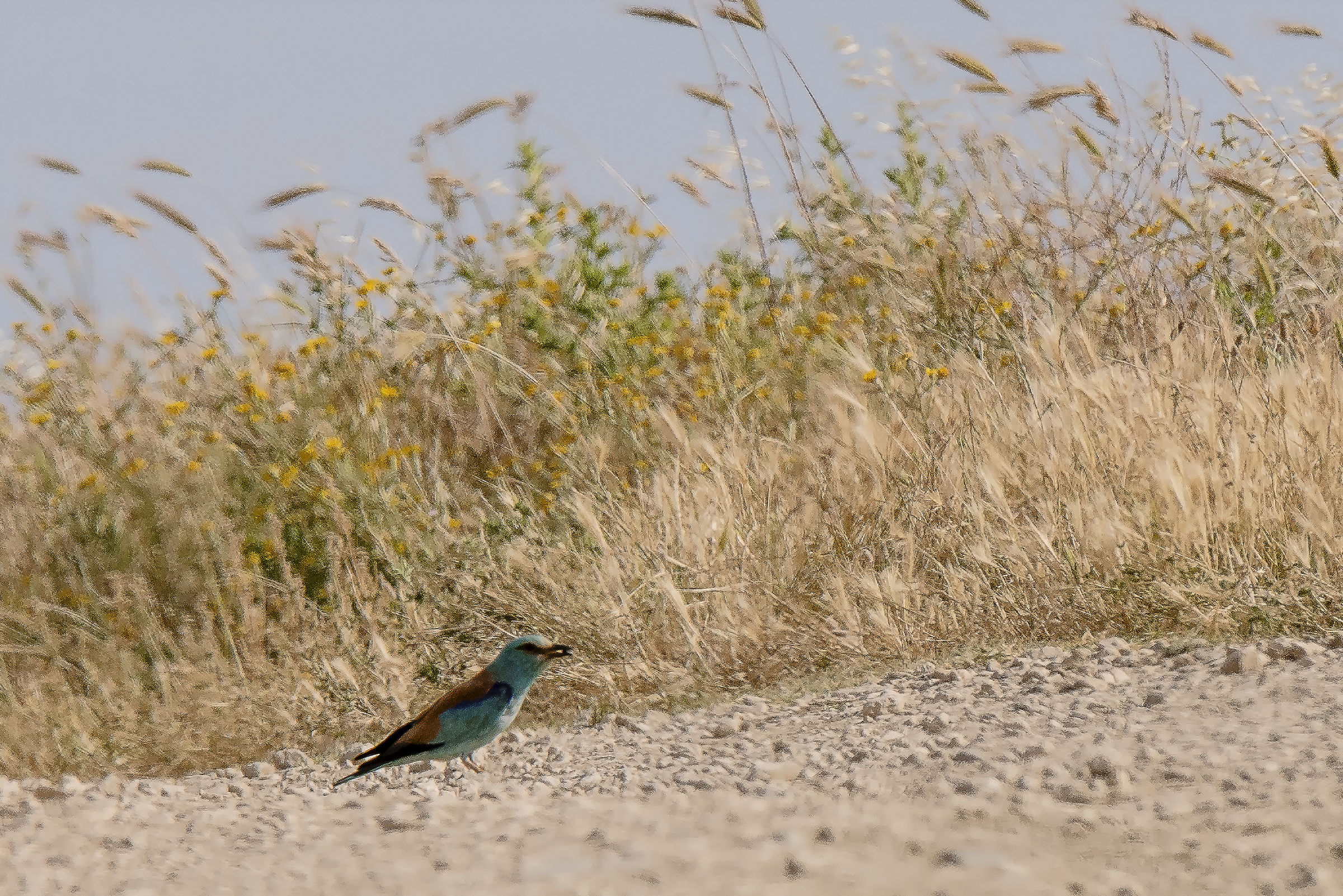 La cattura della preda