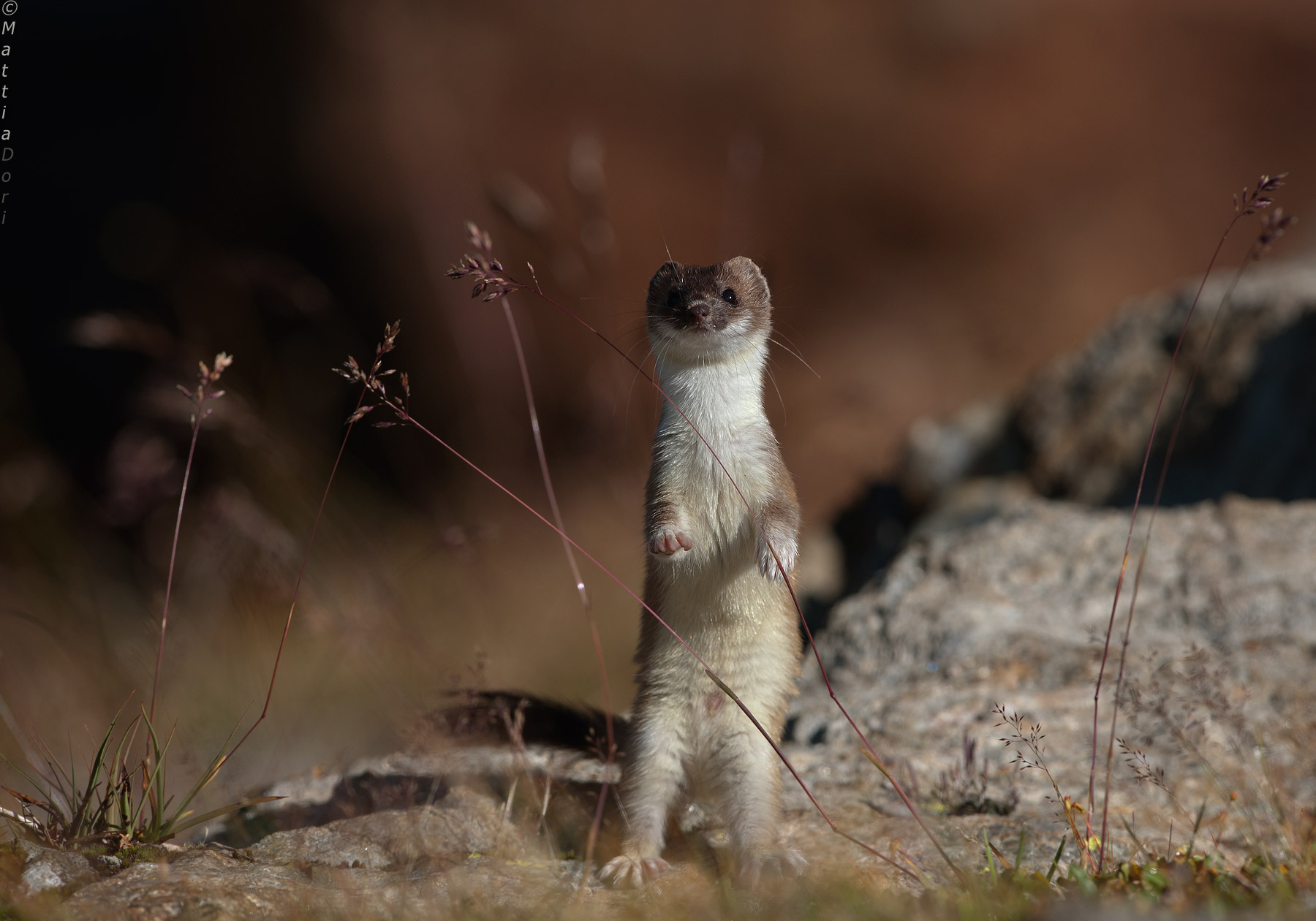 The imp of the mountains