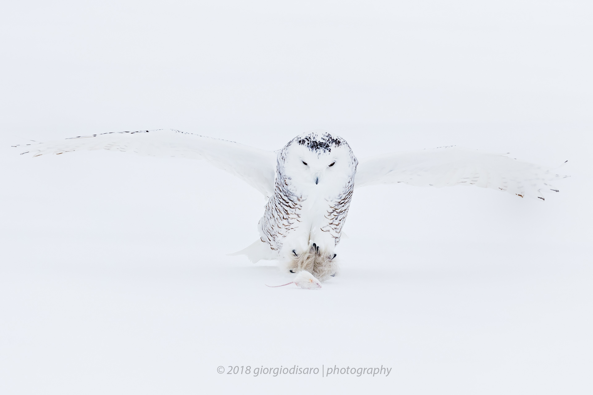 Snowy Owl 12