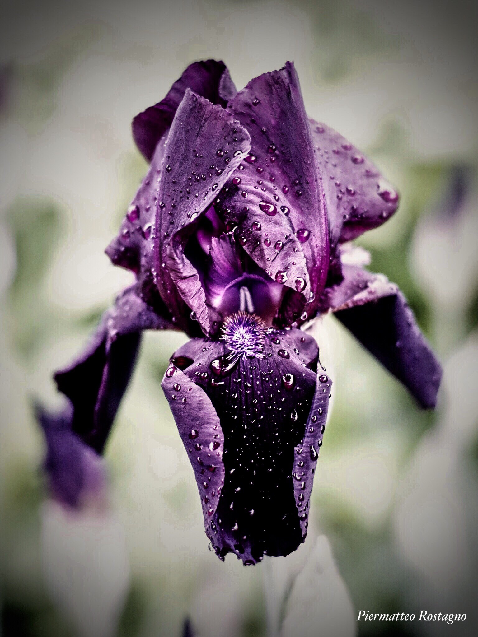 Iris Nero