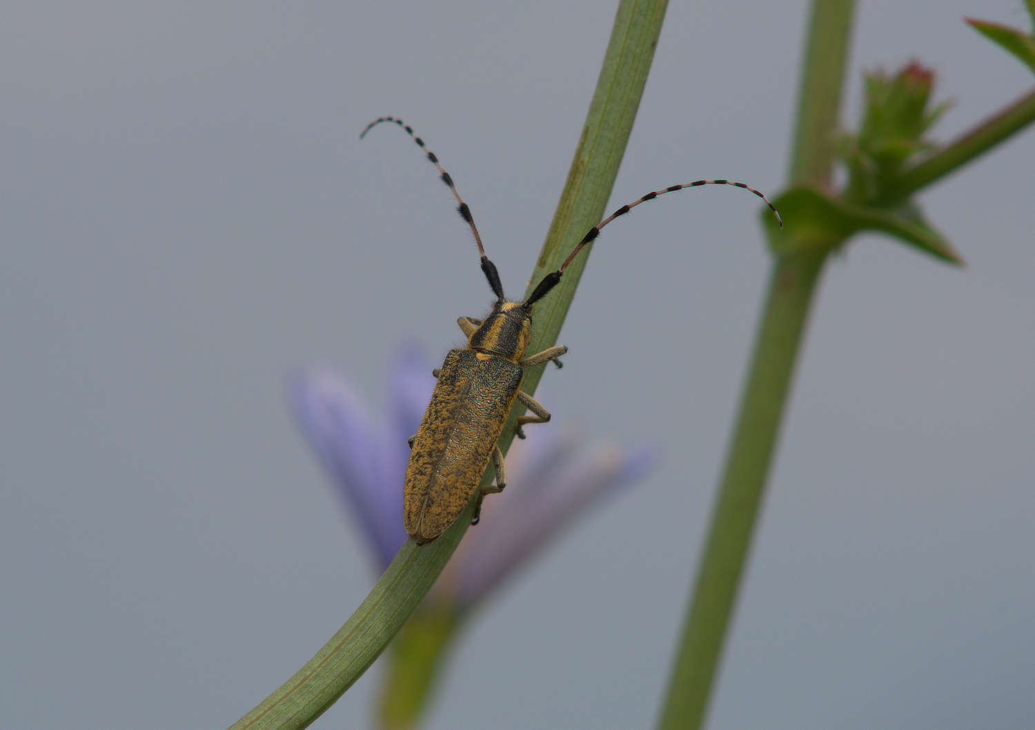 Agapanthia Dahli Dahli