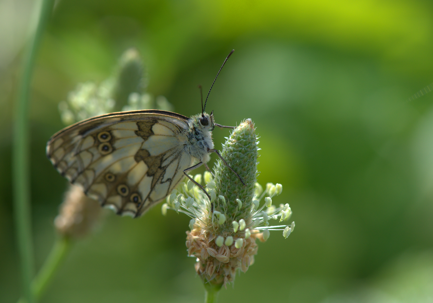 Marbled Galathea