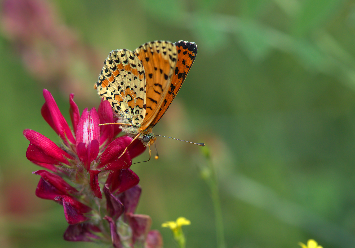 Fritillary Didyma