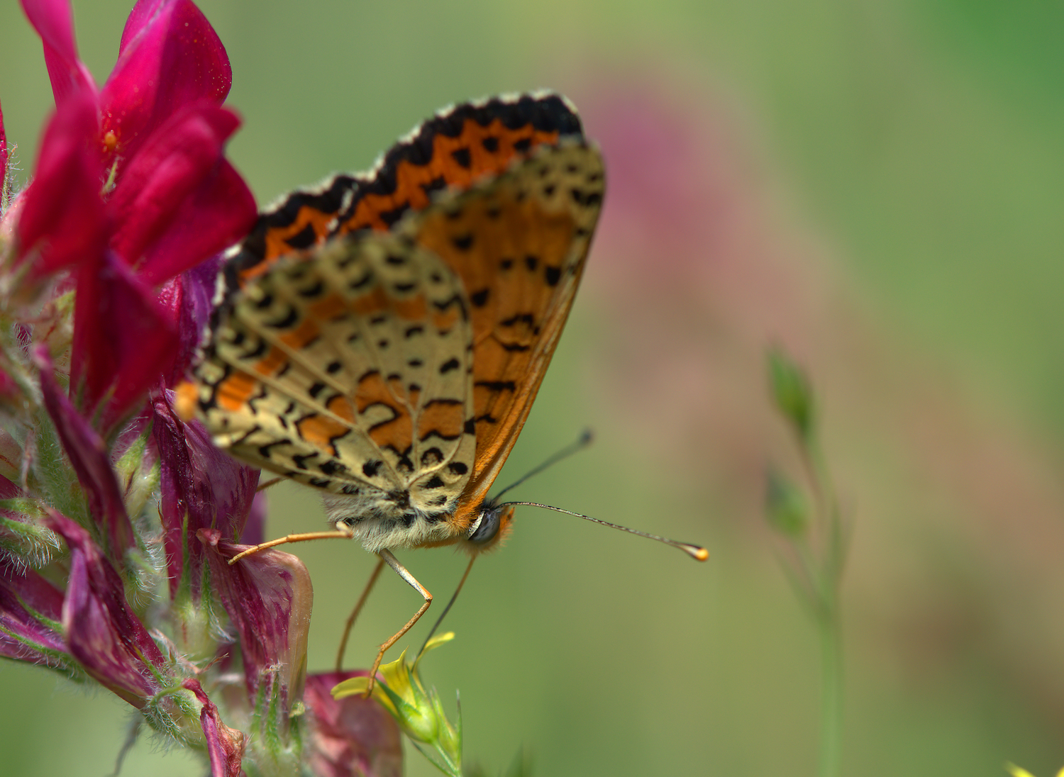 Fritillary Didyma
